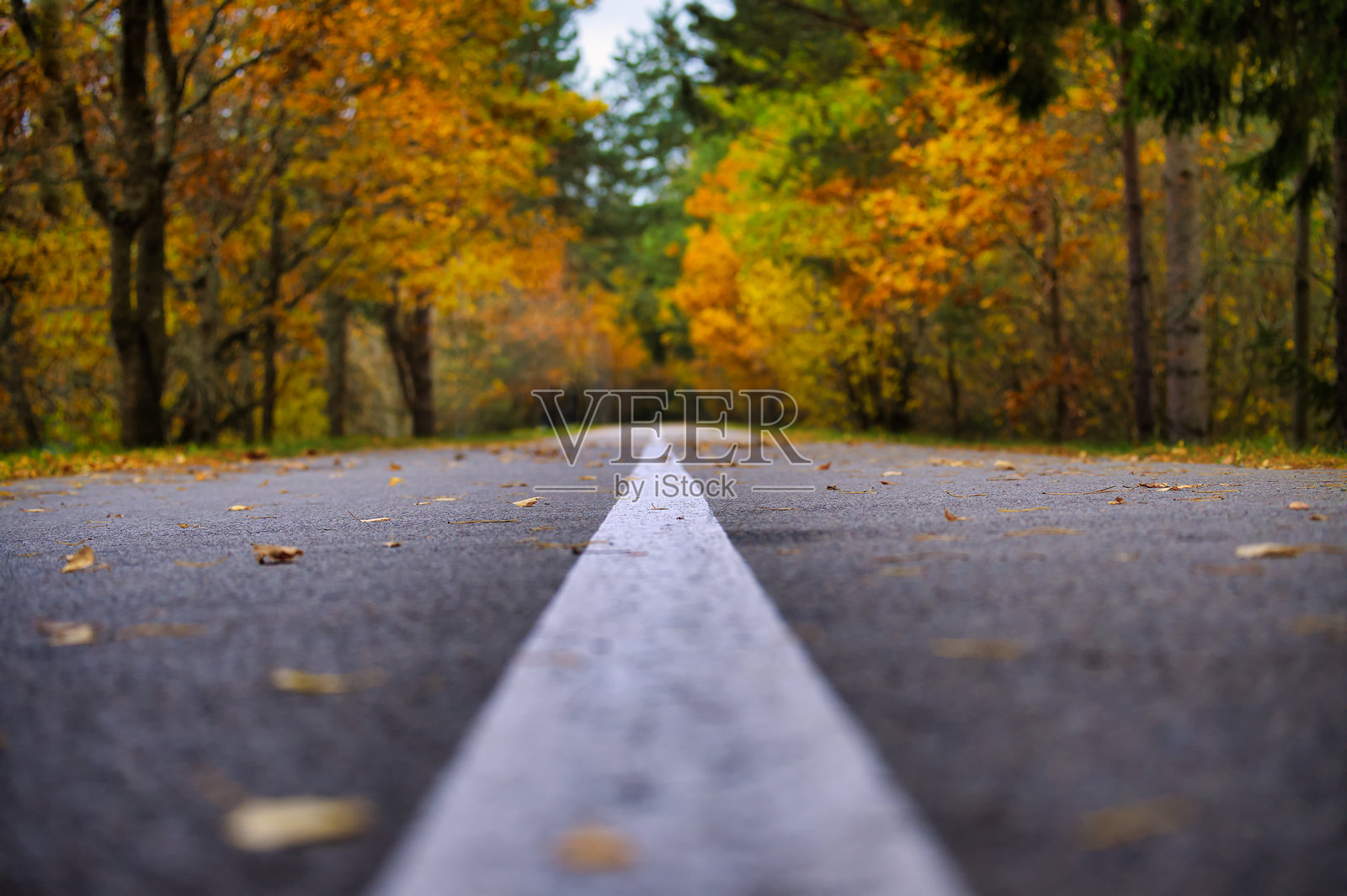 五彩斑斓秋叶环绕的风景秋季道路照片摄影图片