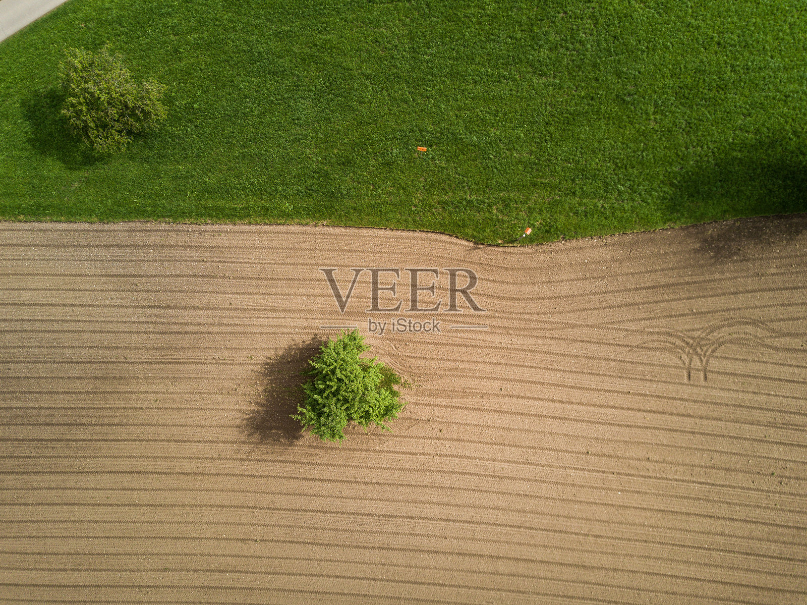 草地上的叶子特写照片摄影图片