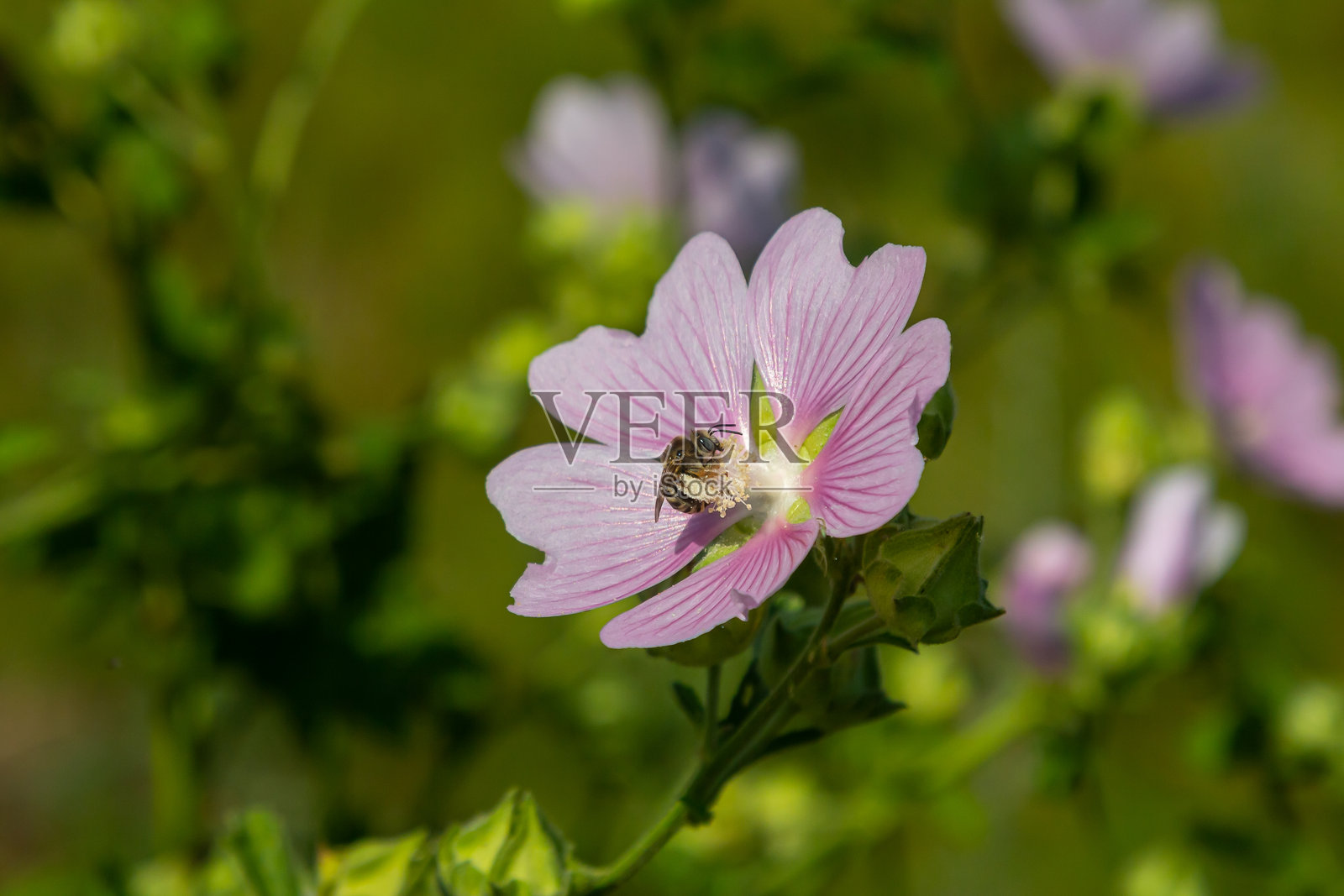 春天阳光下美丽花朵的特写。锦葵属。锦葵。普通锦葵。照片摄影图片