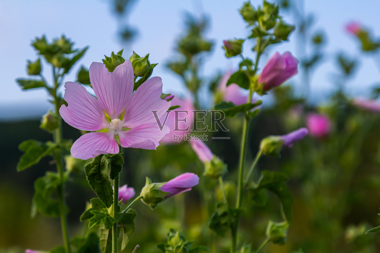 春天阳光下美丽花朵的特写。锦葵属。锦葵。普通锦葵。照片摄影图片