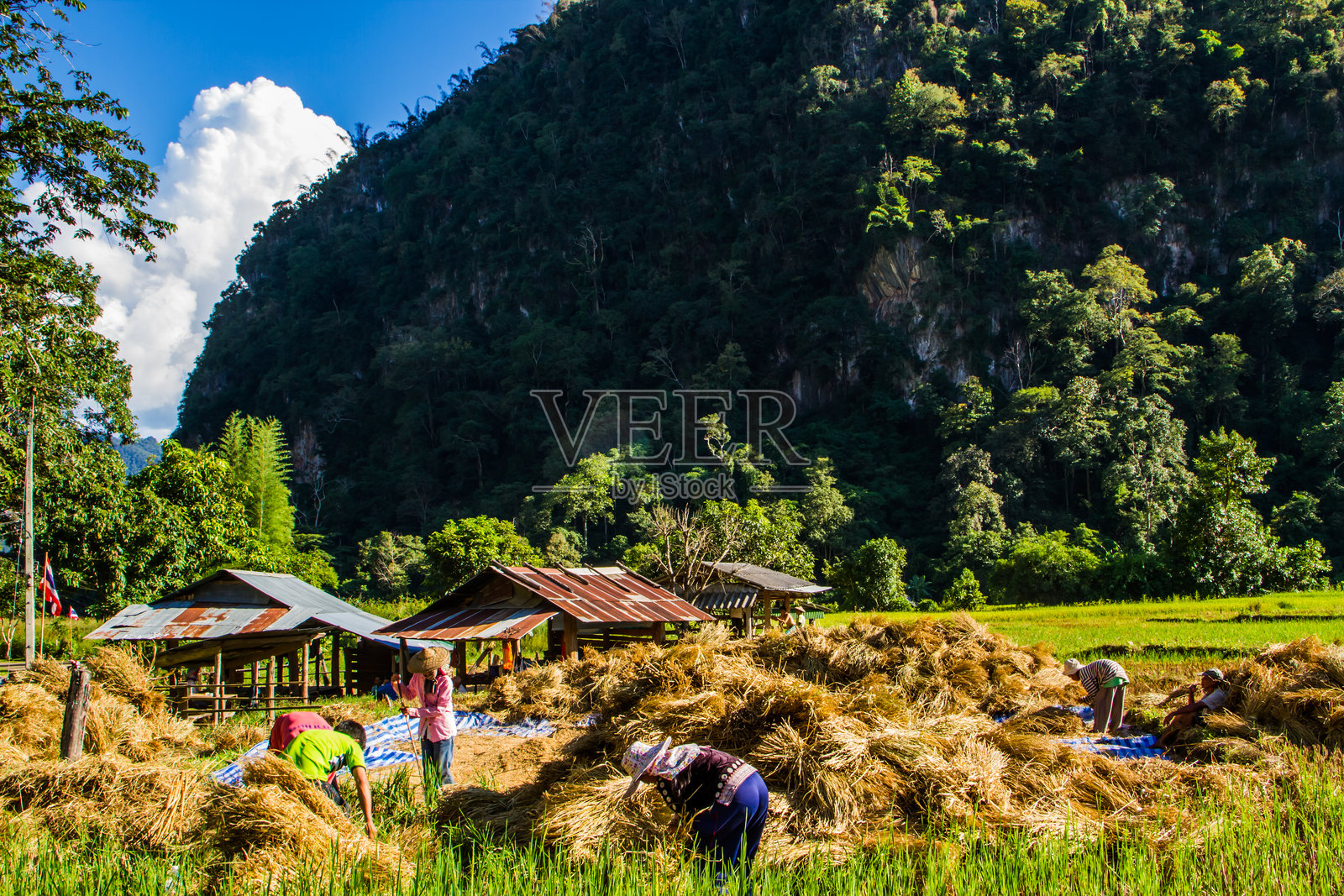 原始收获照片摄影图片