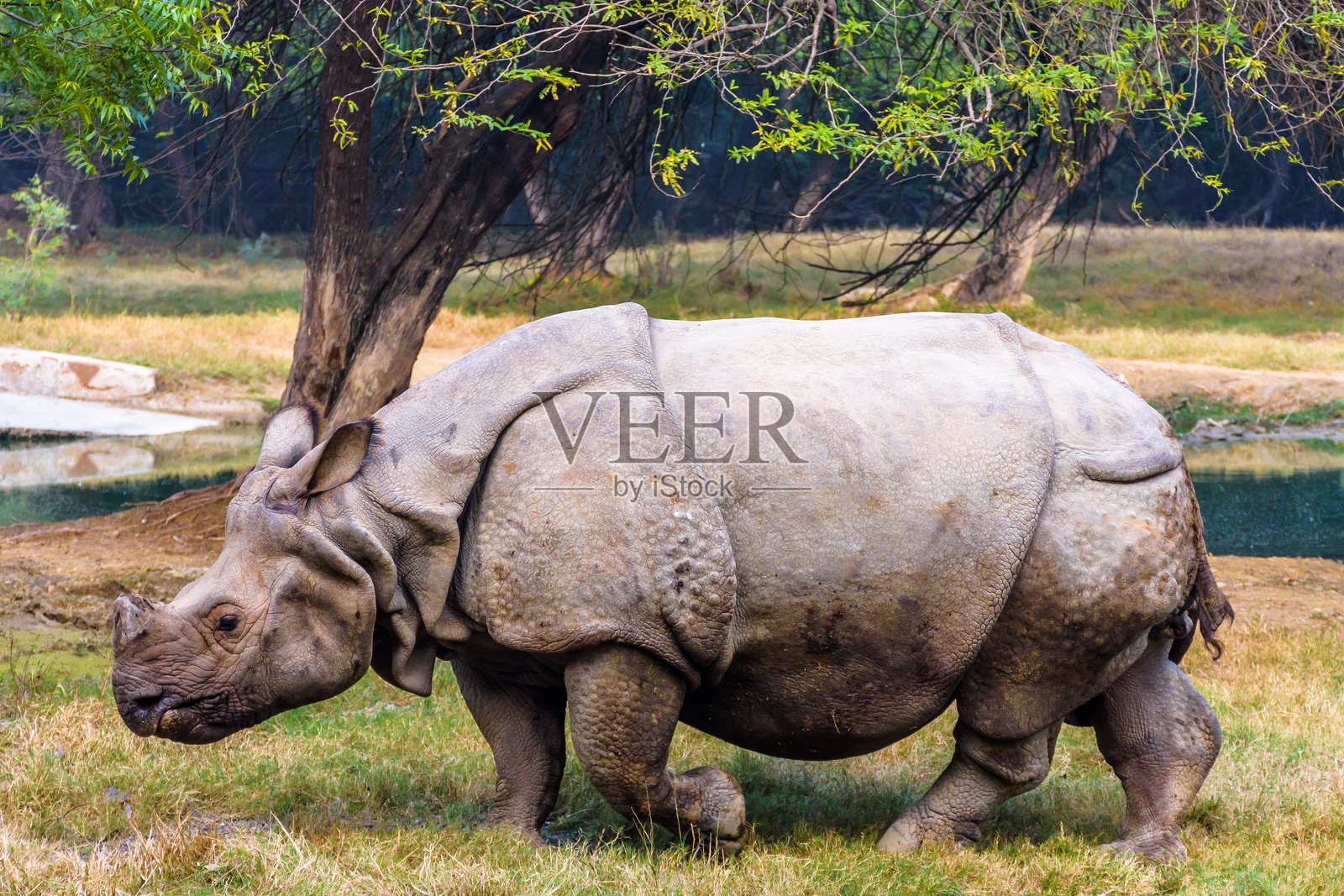 巨大的非洲白犀牛在吃草照片摄影图片