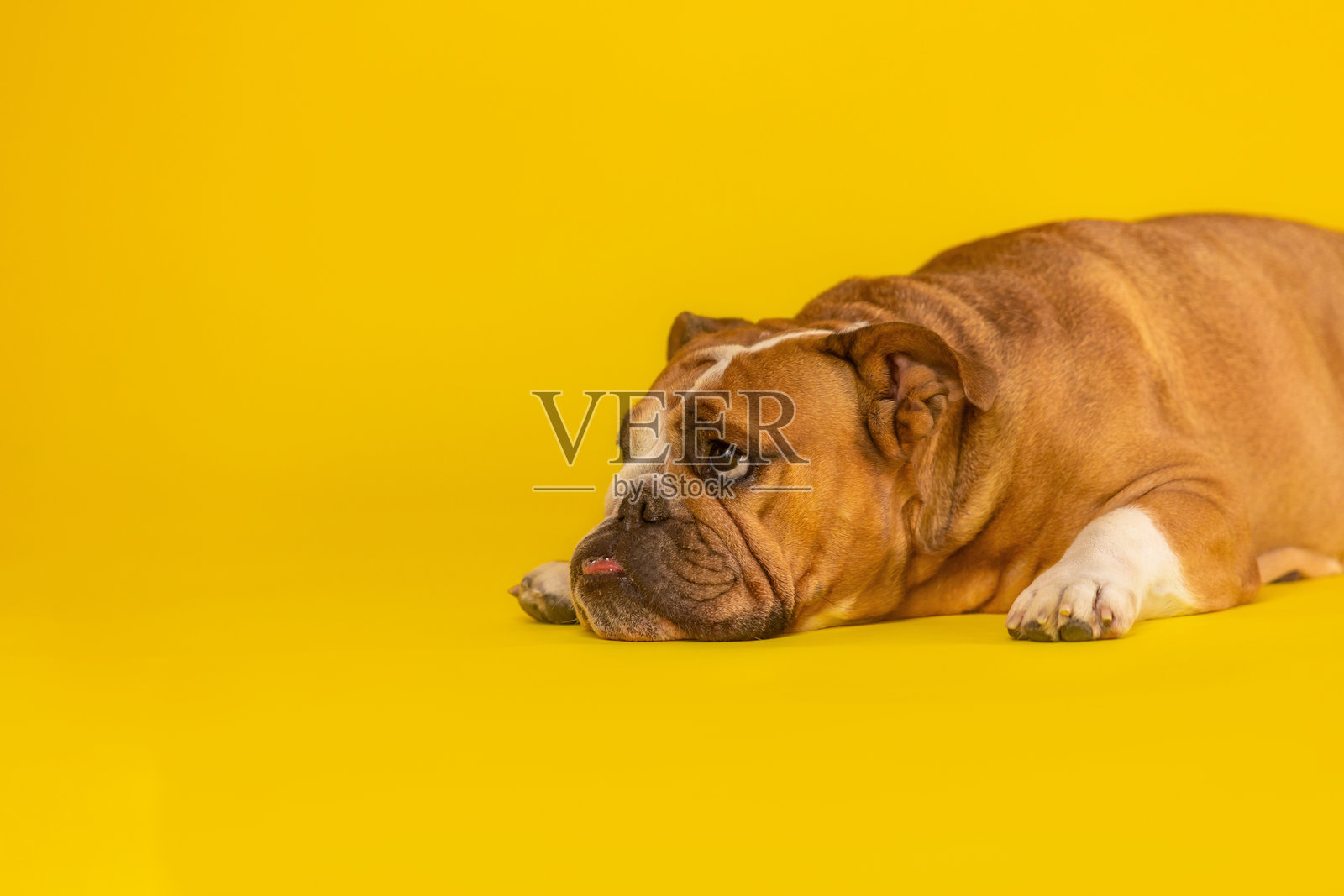 疲惫的英式斗牛犬躺在黄色背景上照片摄影图片