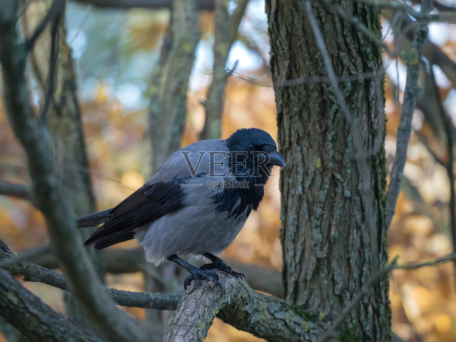 秋天树上的乌鸦照片摄影图片