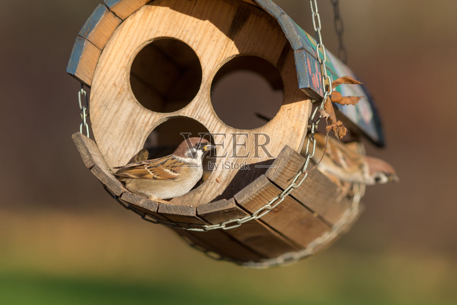 秋天公园里喂鸟器上的麻雀照片摄影图片