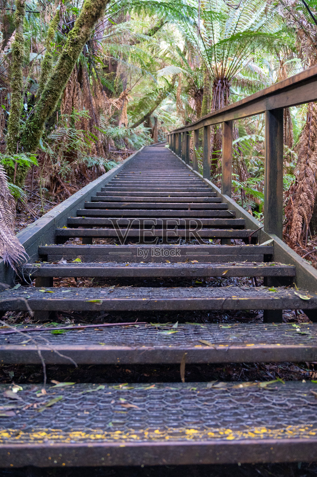 穿越雨林的楼梯照片摄影图片