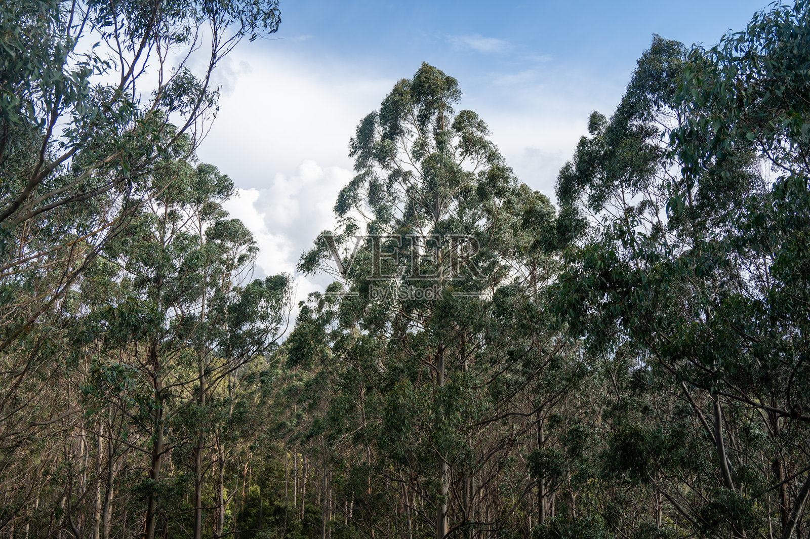奥特威山脉的雨林景观照片摄影图片