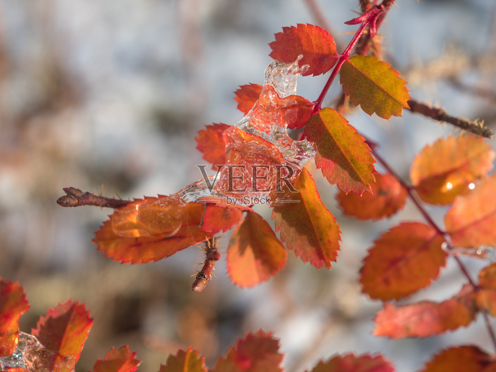 冰的特写镜头照片摄影图片