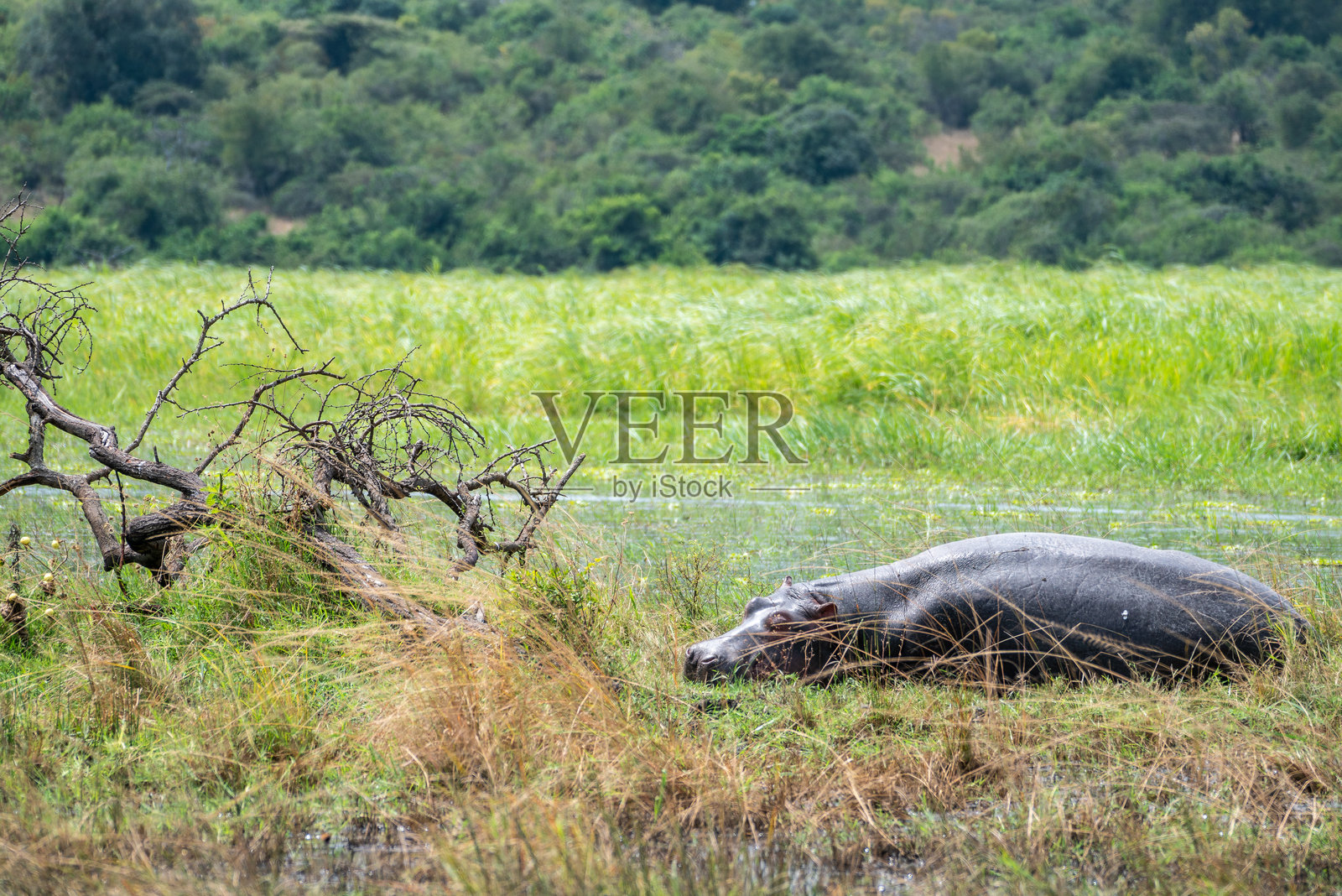 两只大型河马躺在凉爽的草地上，旁边是一片宁静的水域，卢旺达照片摄影图片