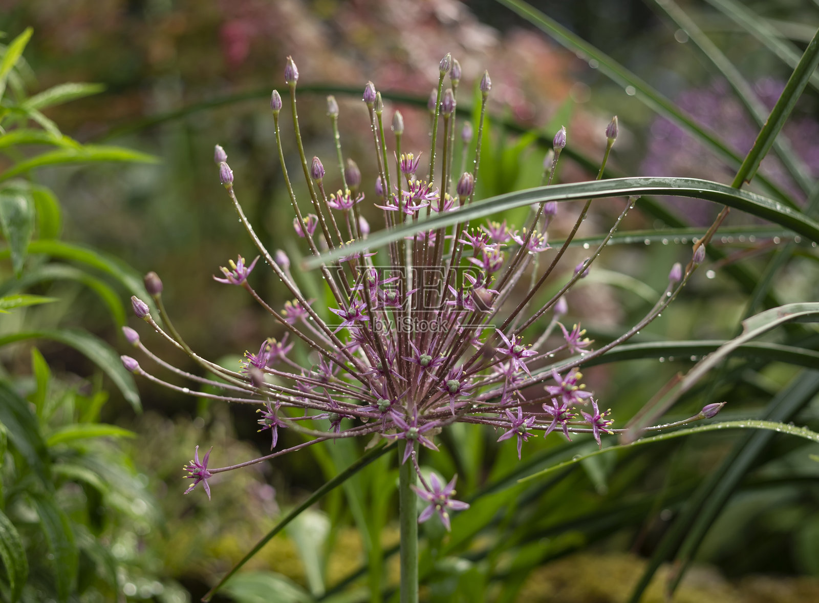 小葱属（Allium schubertii）照片摄影图片
