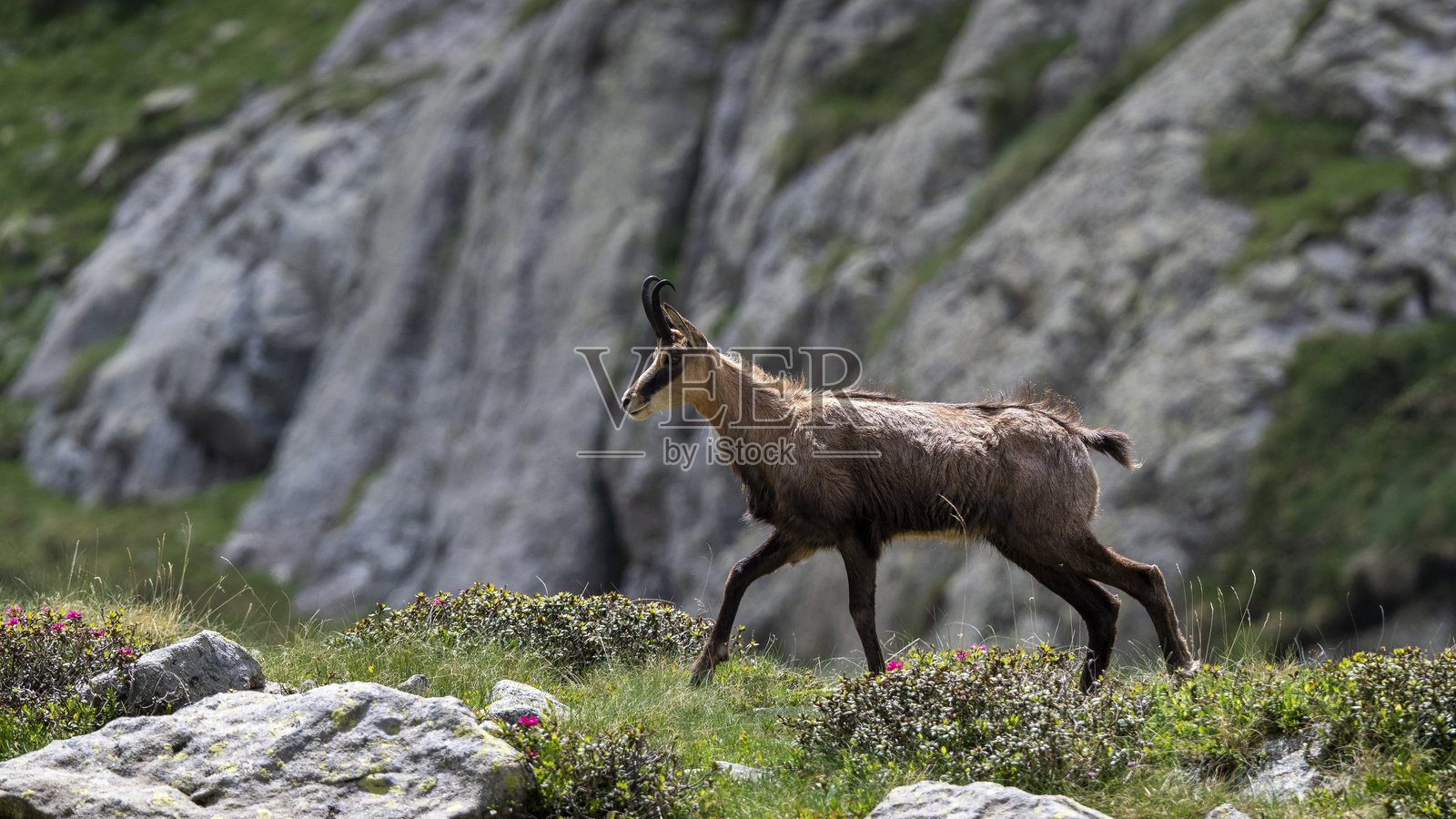 梅尔坎图尔山脉中的羚羊照片摄影图片