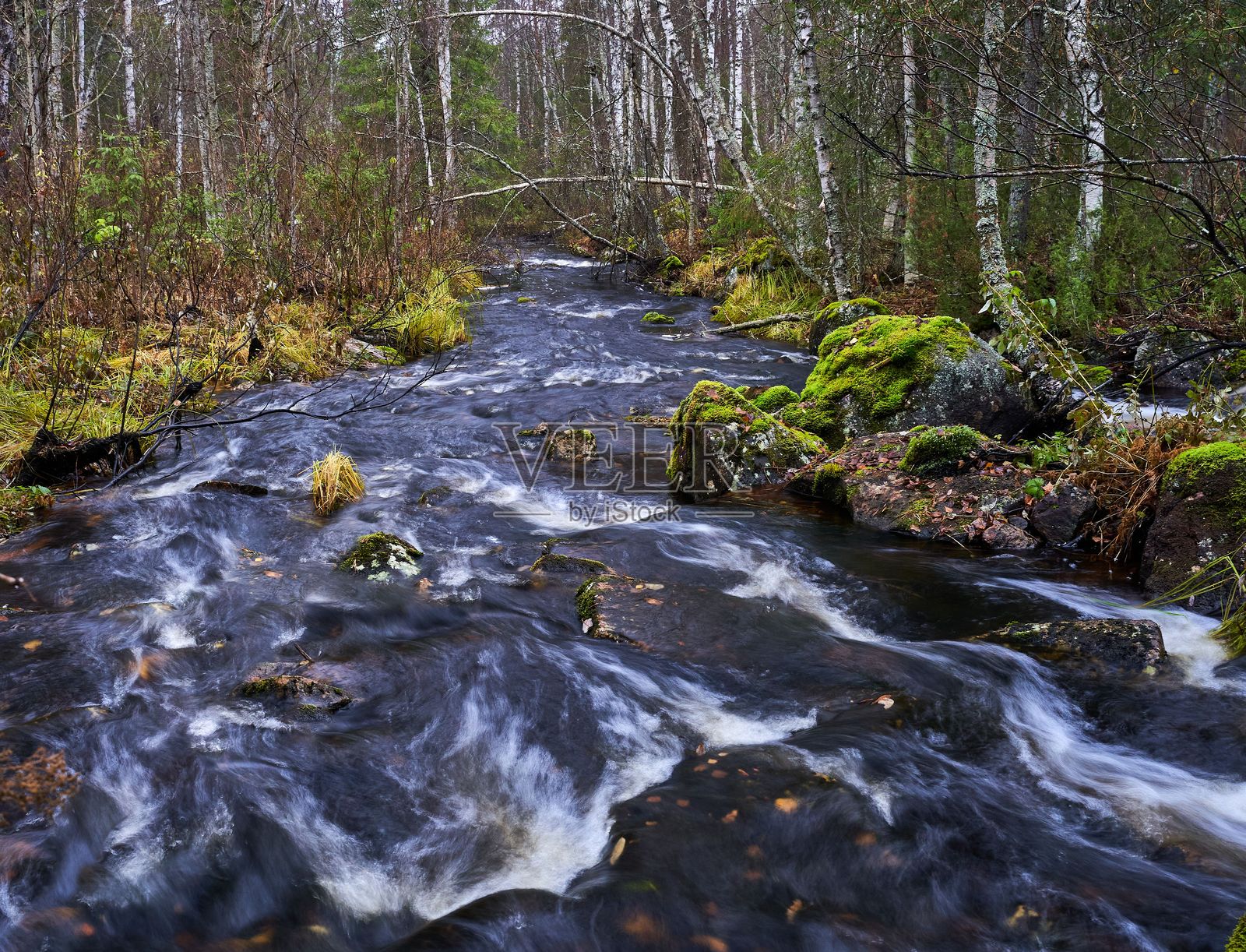 宁静的森林溪流与覆盖苔藓的岩石。照片摄影图片