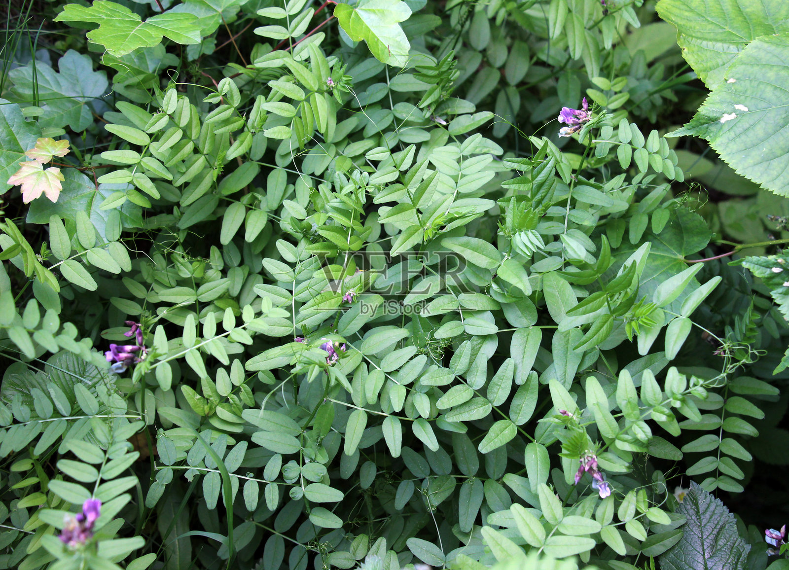 野生的紫花苜蓿生长在自然中照片摄影图片