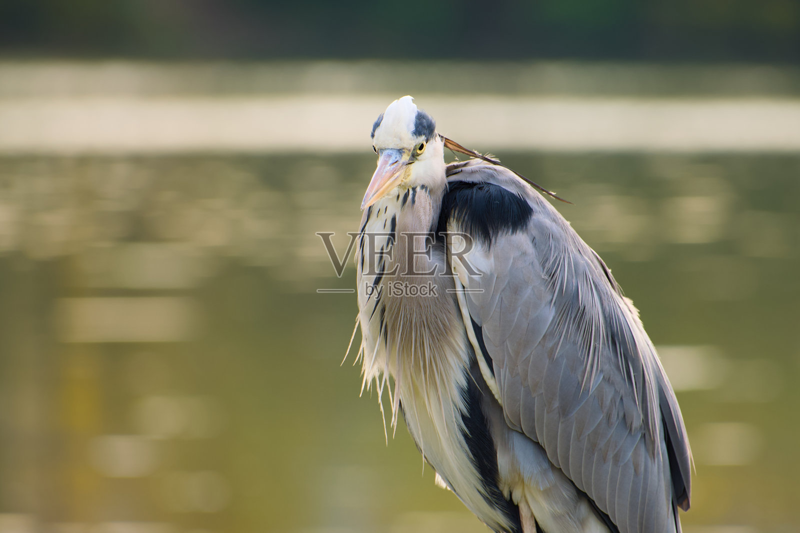 灰鹭照片摄影图片