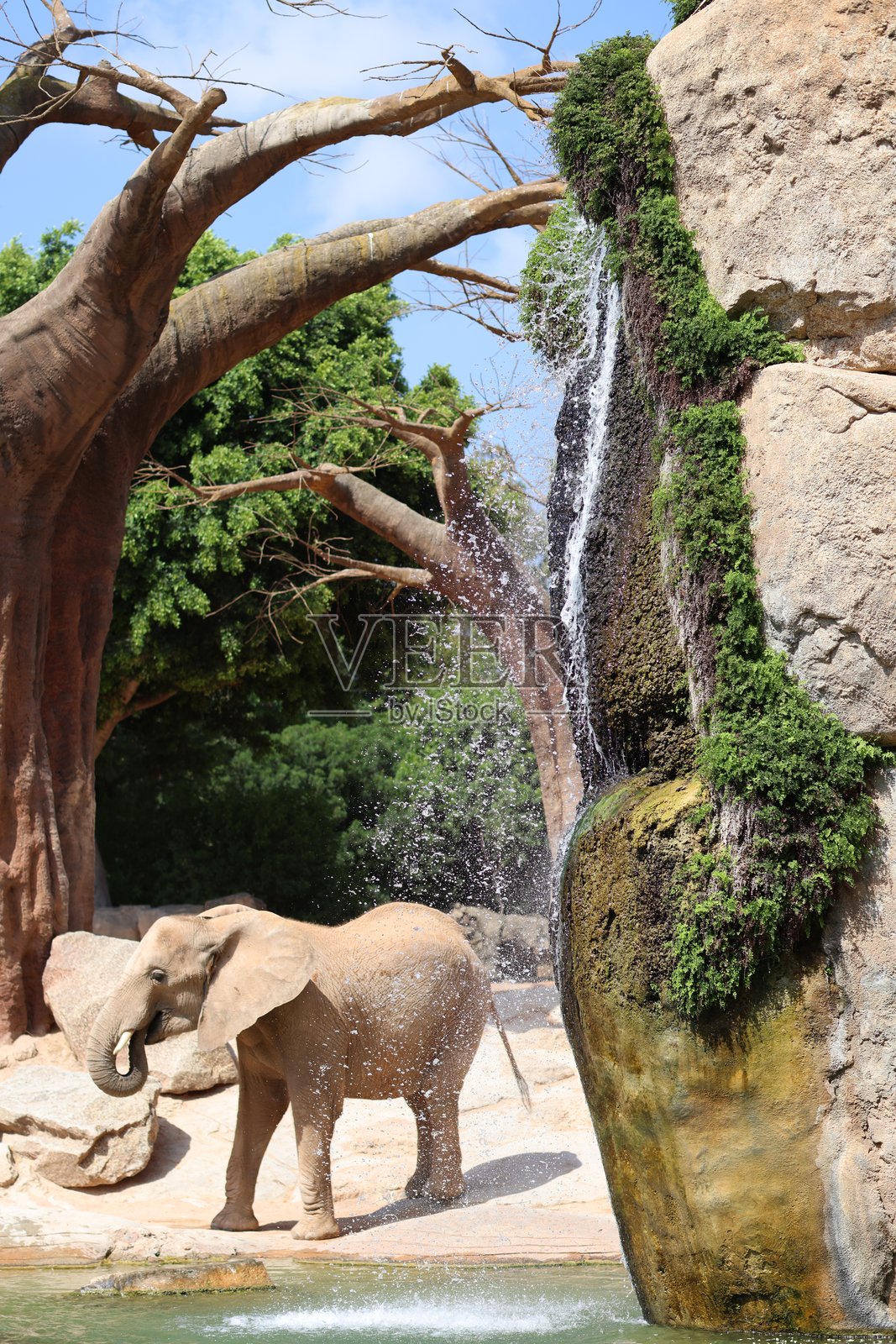 大象照片摄影图片