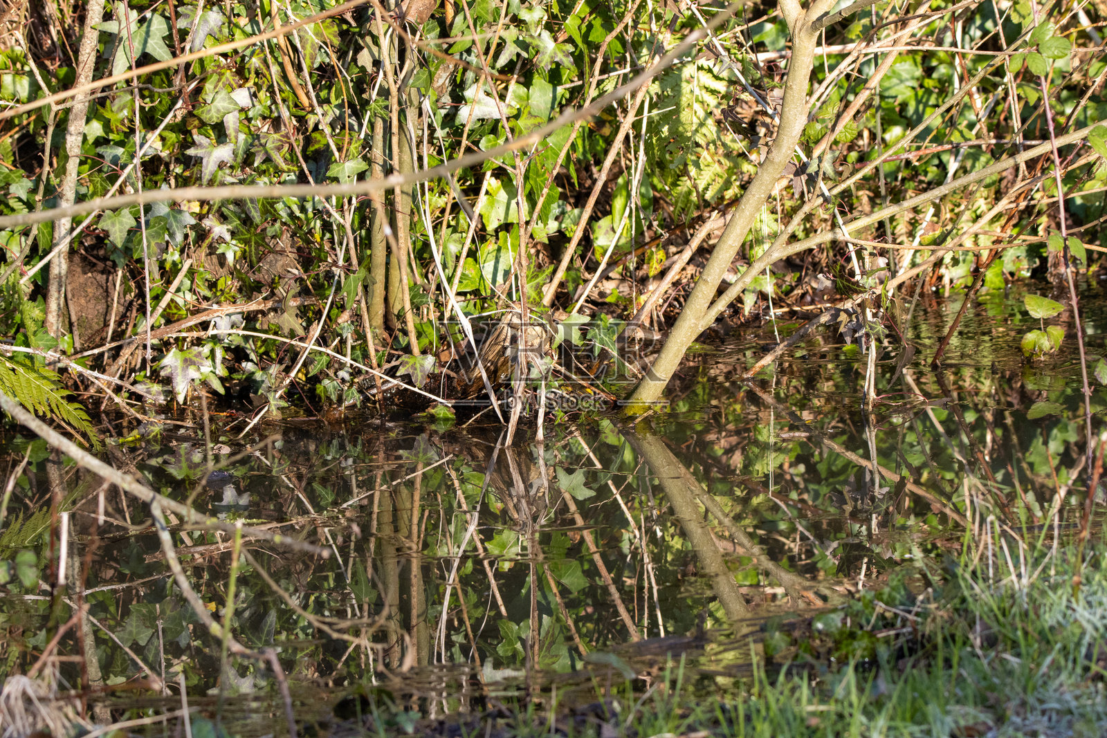 冬日光线下水边的树木照片摄影图片