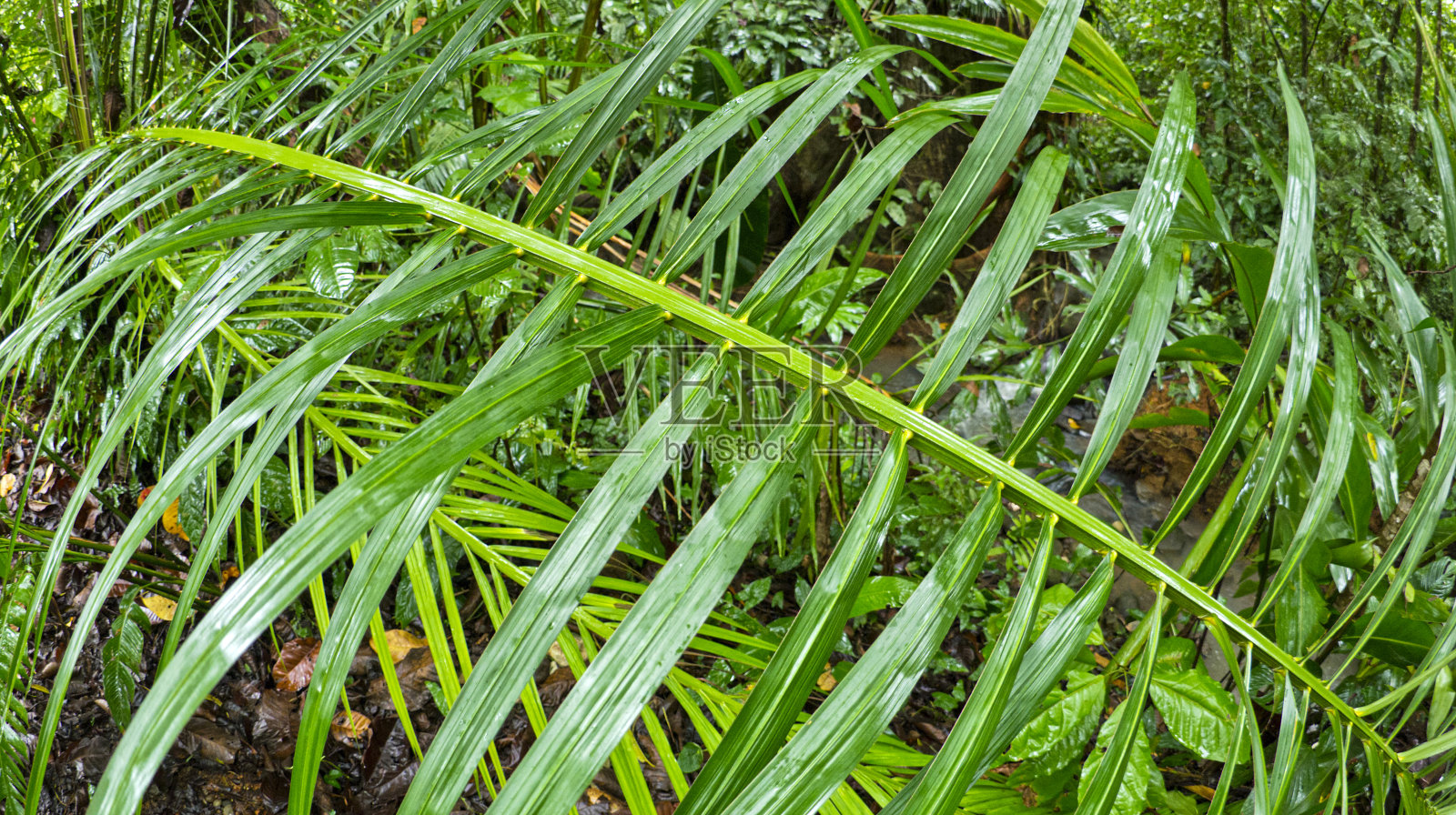 马里诺·巴耶纳国家公园，哥斯达黎加照片摄影图片