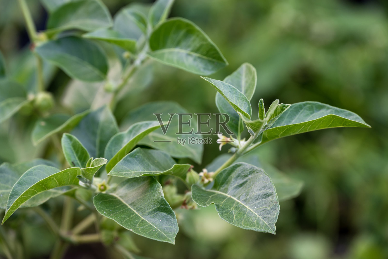 花园中的阿育吠陀草药植物——冬虫夏草绿植，具备药用价值的叶子。照片摄影图片