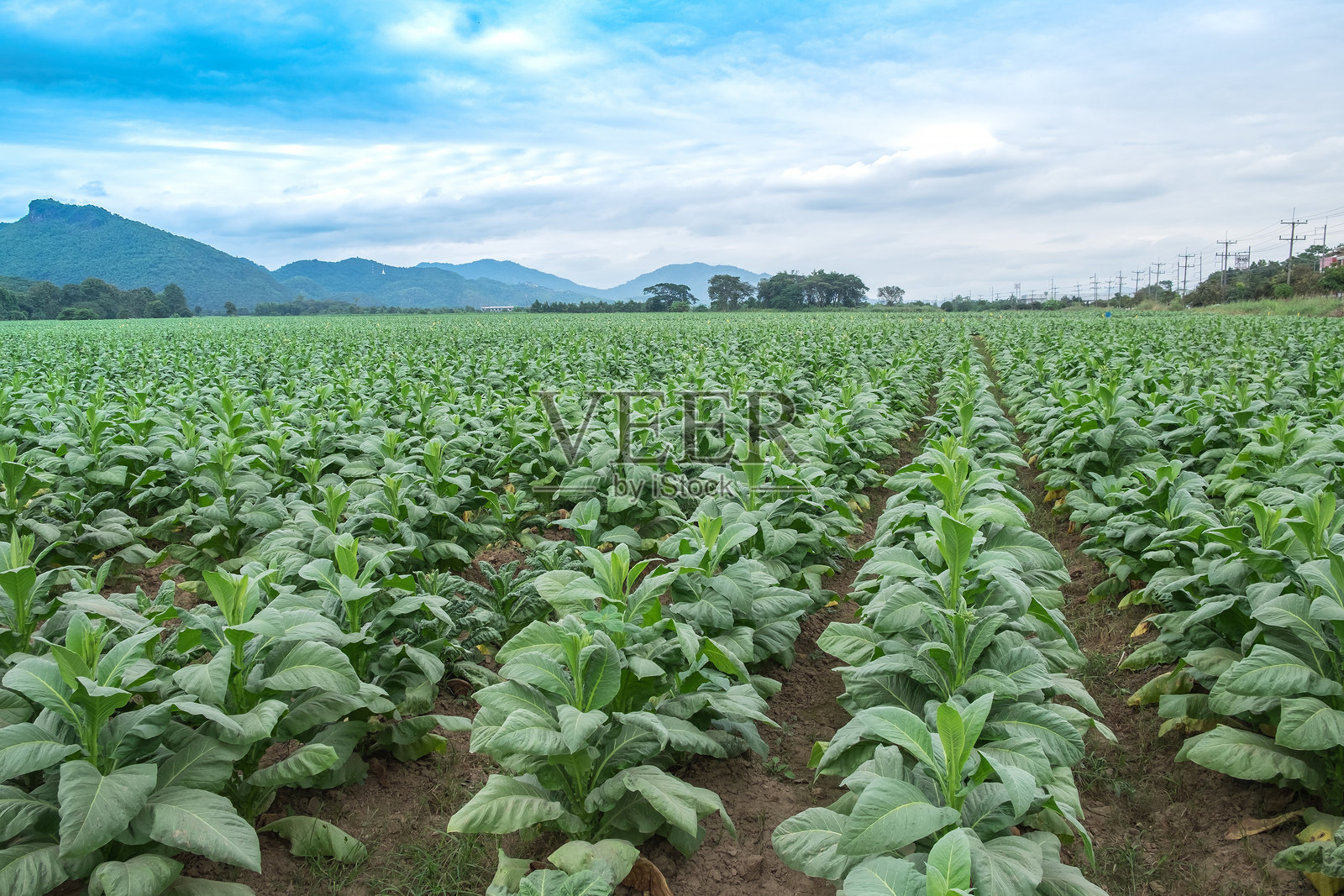 玉米田与天空的美丽景色照片摄影图片