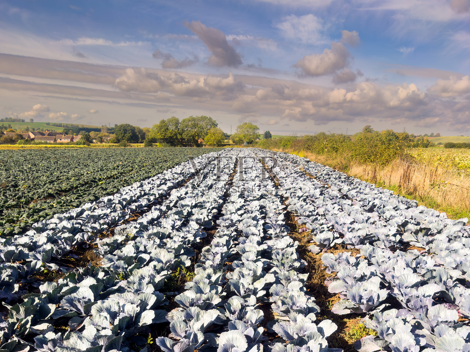 红甘蓝田照片摄影图片