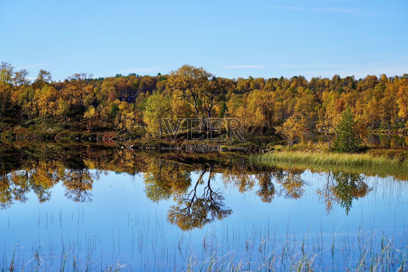 秋色树木沿着挪威罗尔斯北部的斯特罗梅尔瓦河岸排成一行。照片摄影图片