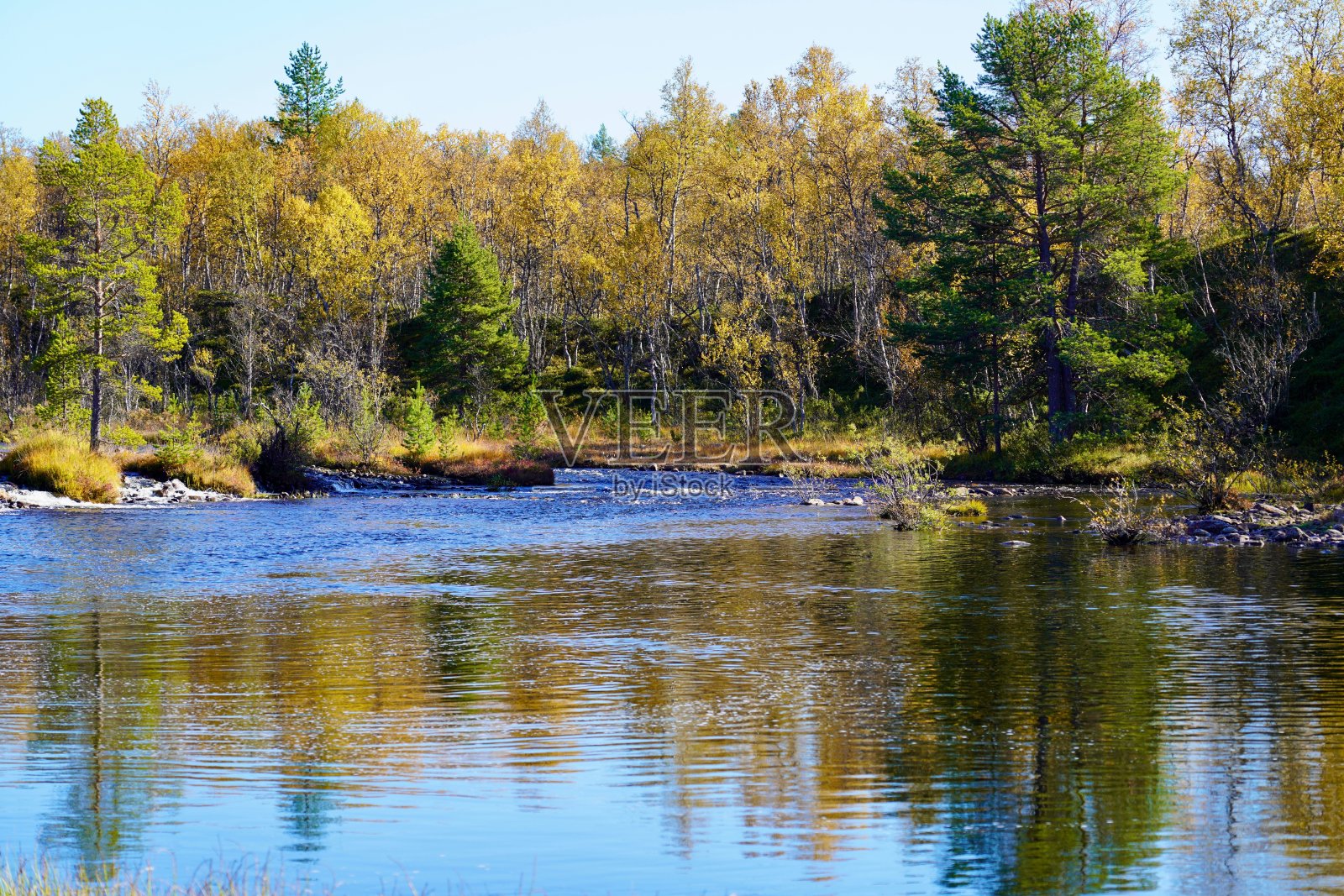 秋色树木沿着挪威罗尔斯北部的斯特罗梅尔瓦河岸排成一行。照片摄影图片