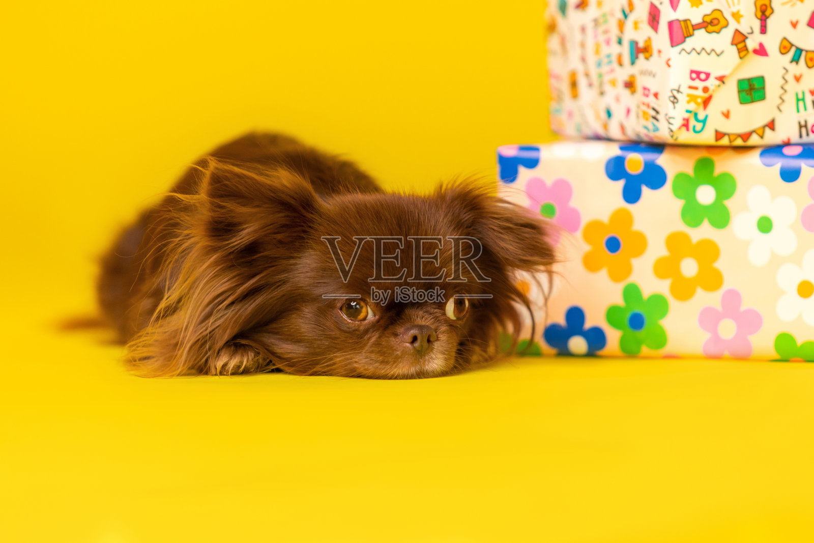 黄背景上的吉娃娃狗与花卉礼品盒。礼品盒。庆祝活动。照片摄影图片