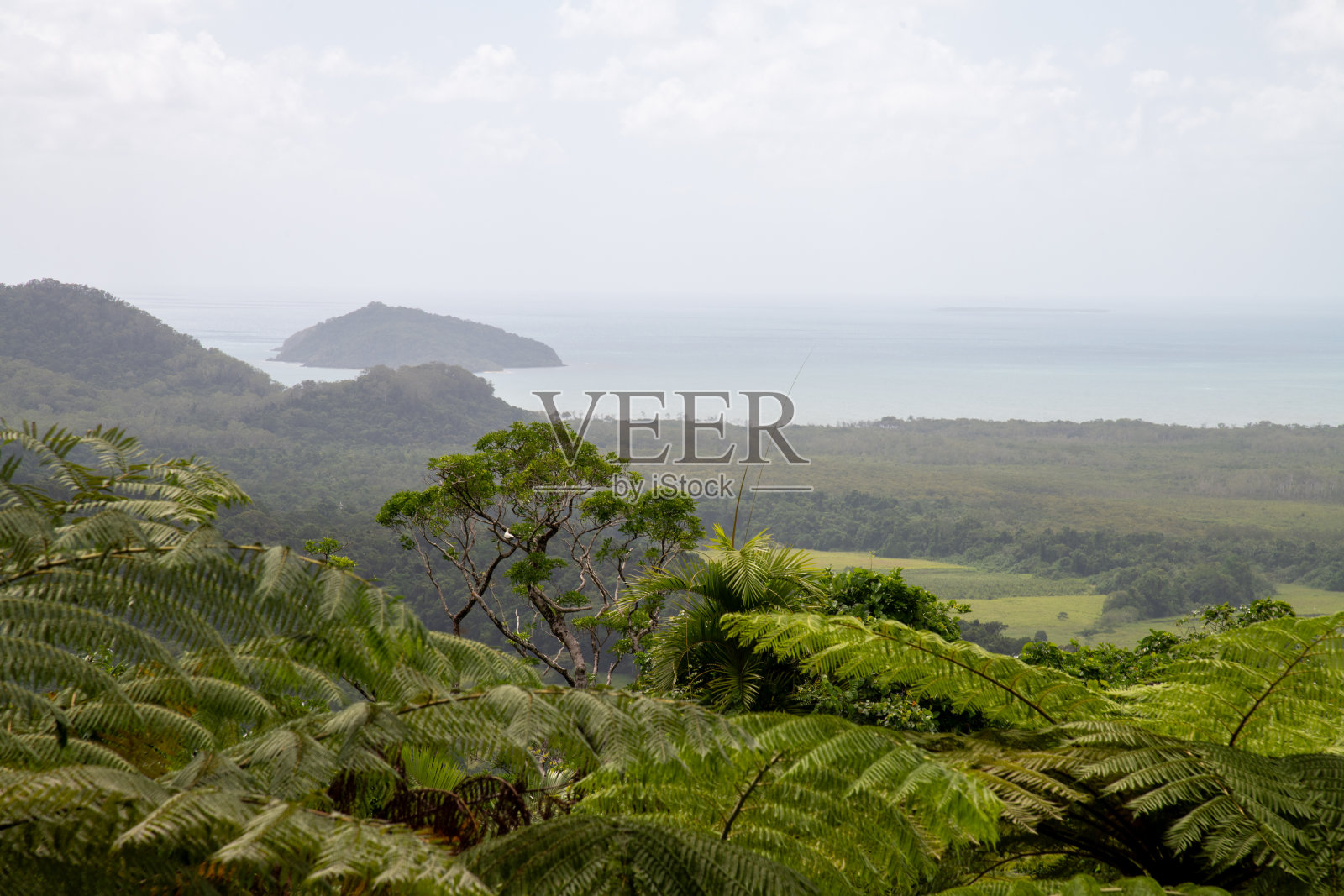丹特里雨林的树冠视角照片摄影图片
