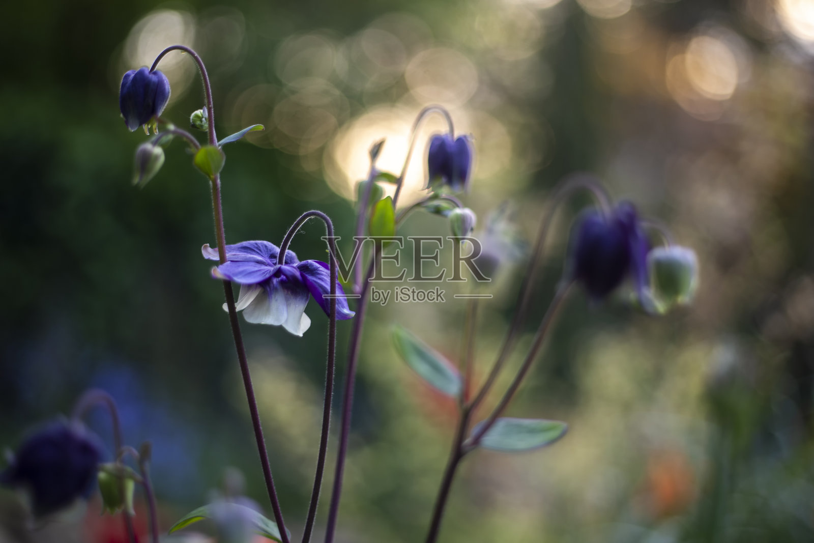 紫色的凤仙花照片摄影图片