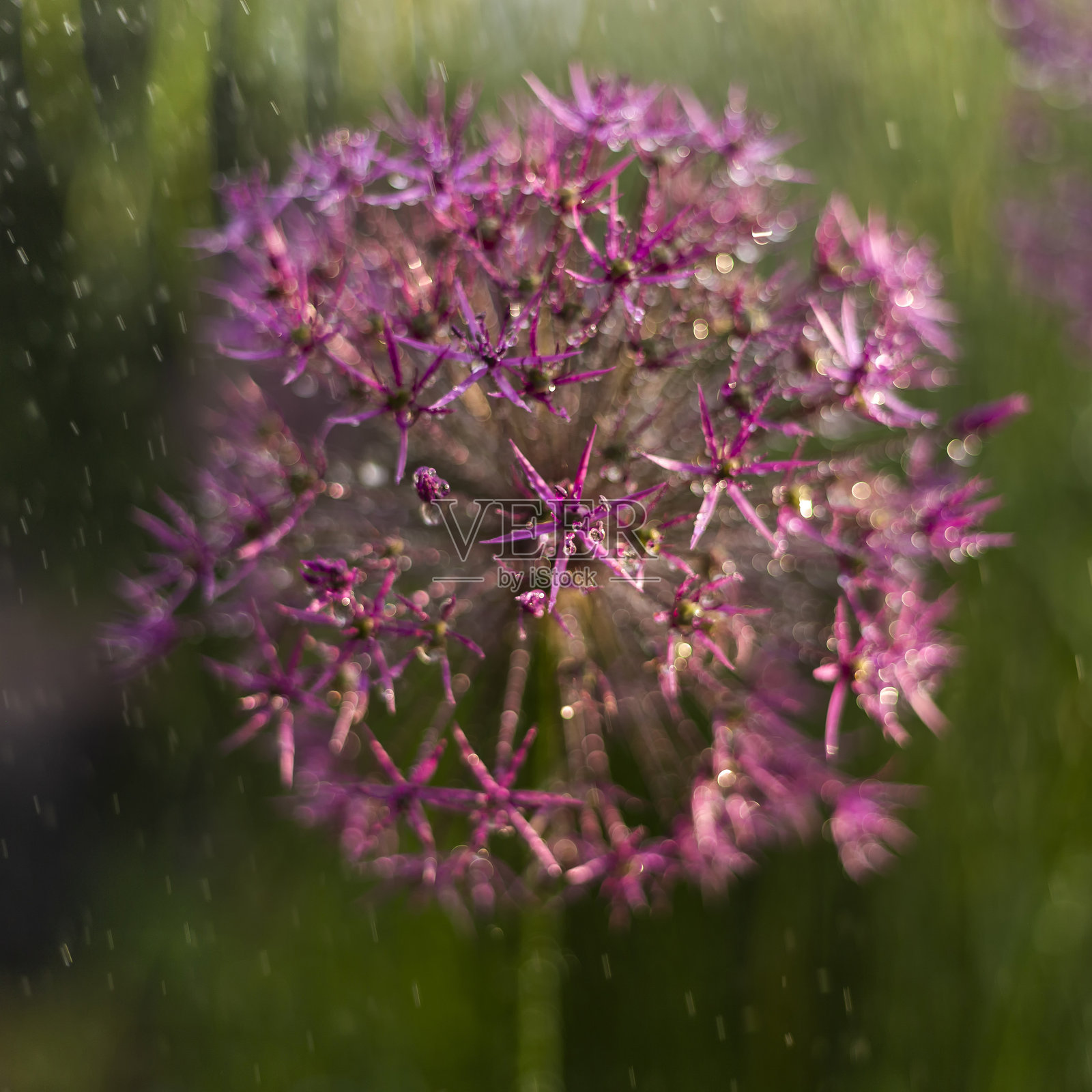 克里斯托菲洋葱照片摄影图片