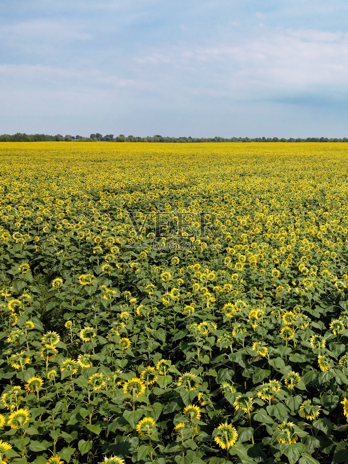蓝天下的美丽向日葵田，鸟瞰图。炎热夏日的农田，风景。照片摄影图片