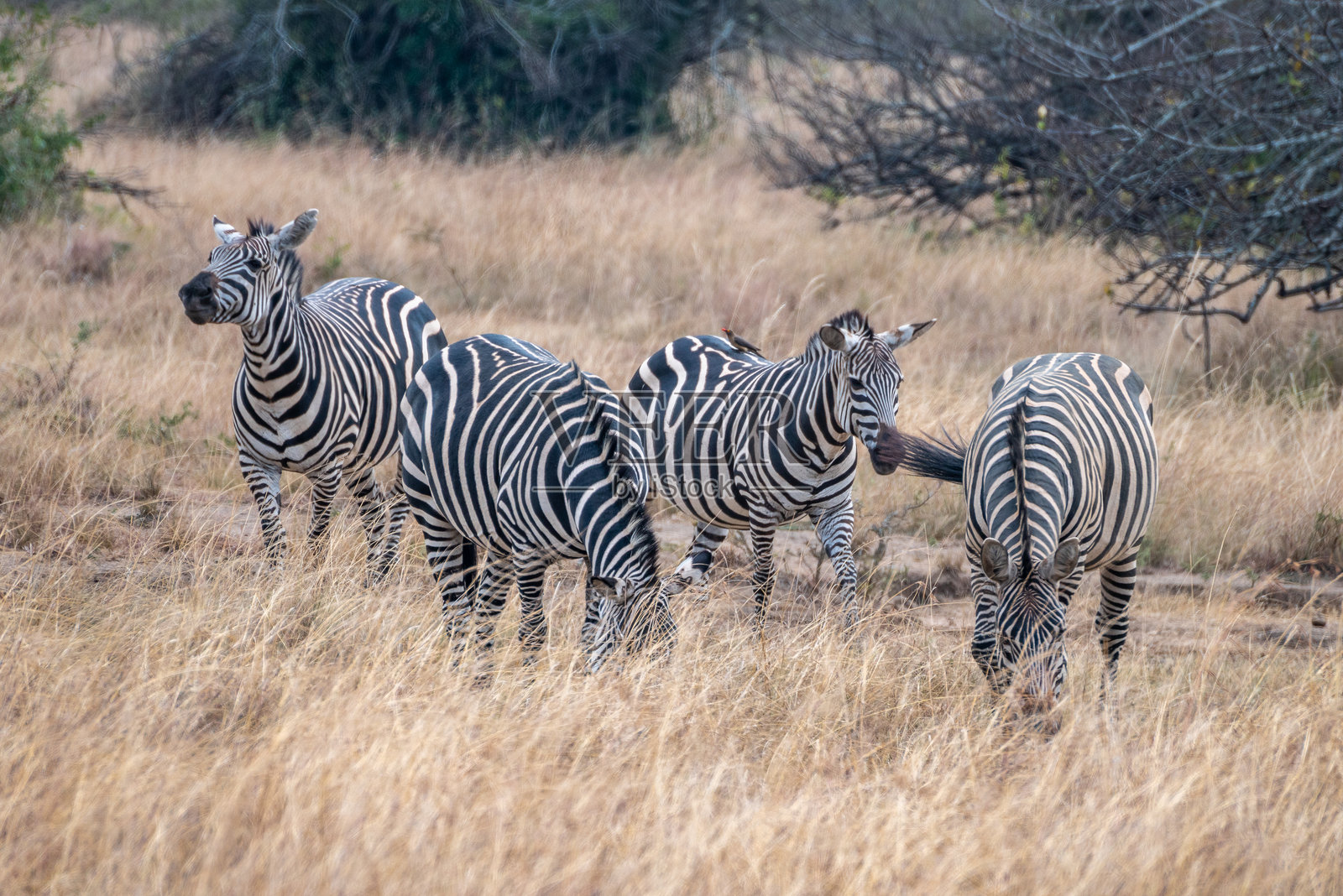 斑马们在卢旺达阿卡盖拉国家公园的一片草地上聚在一起。照片摄影图片
