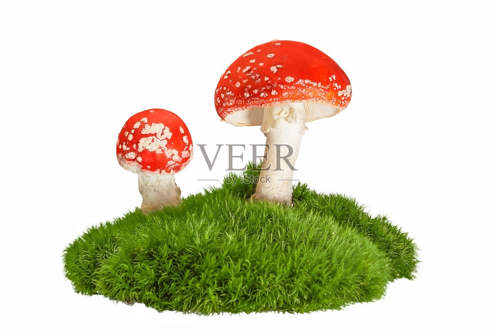 白色背景上的苍蝇伞和苔藓。照片摄影图片