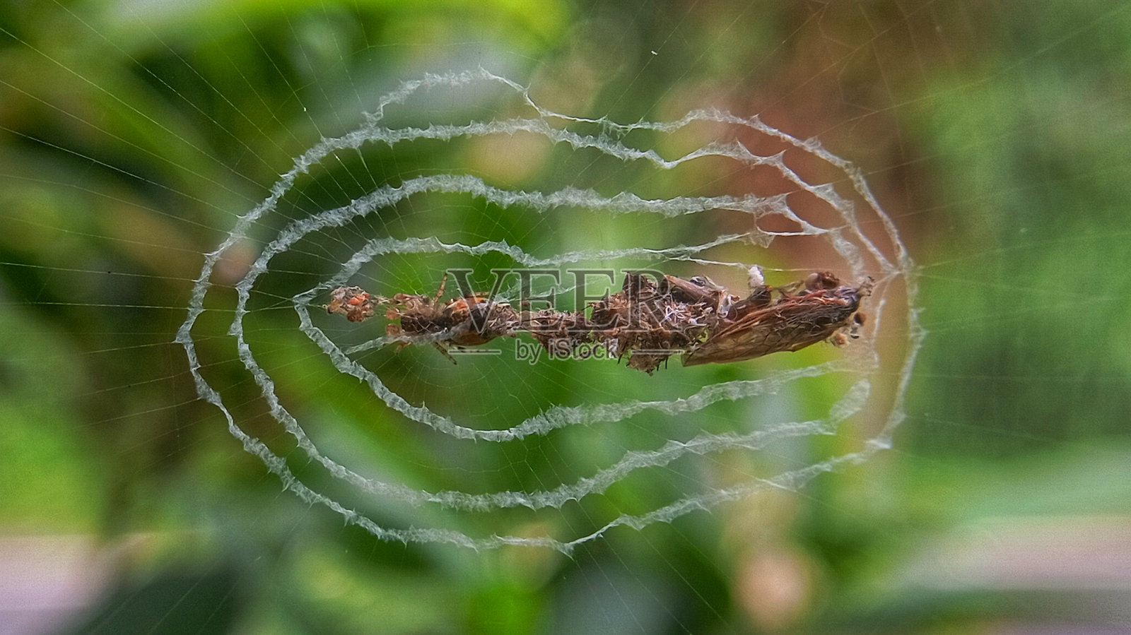 蜘蛛与猎物照片摄影图片