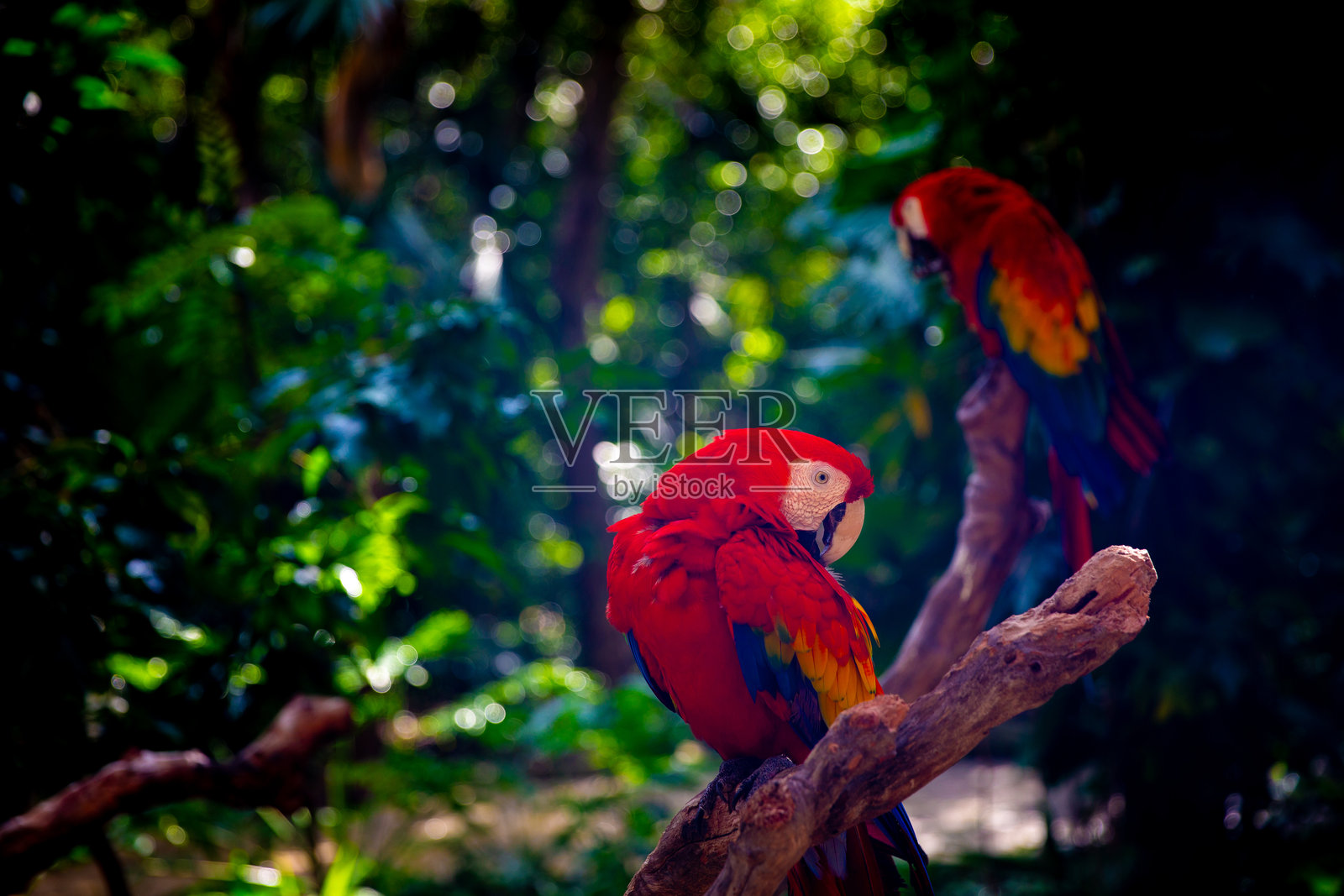 两只鹦鹉栖息在一起照片摄影图片