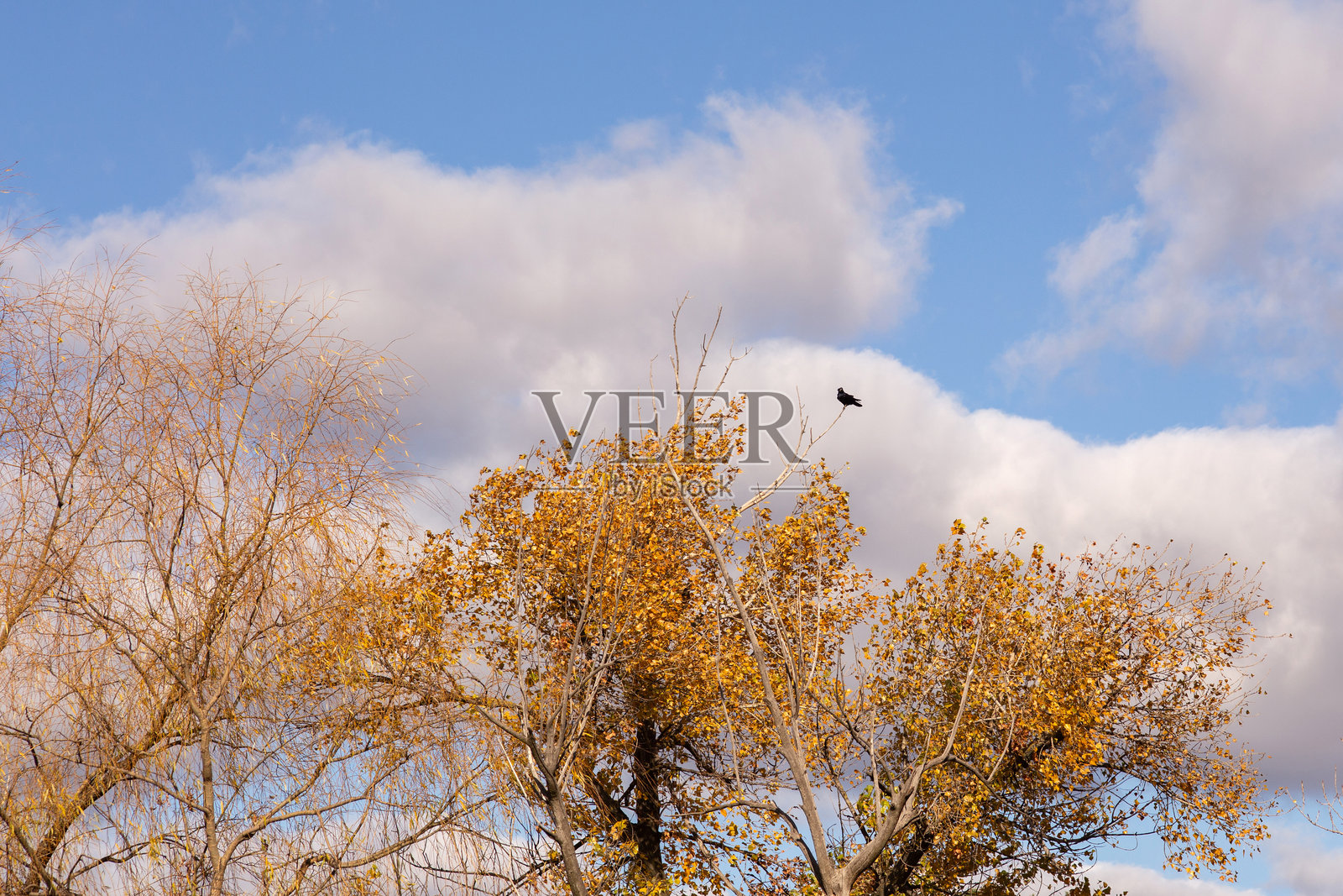一棵黄叶树矗立在田野中，背景是蓝天。照片摄影图片