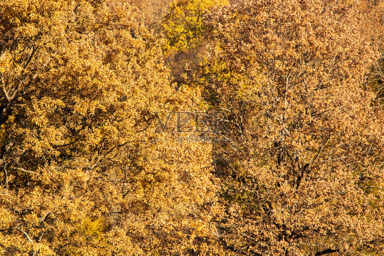 秋天的森林树木照片摄影图片