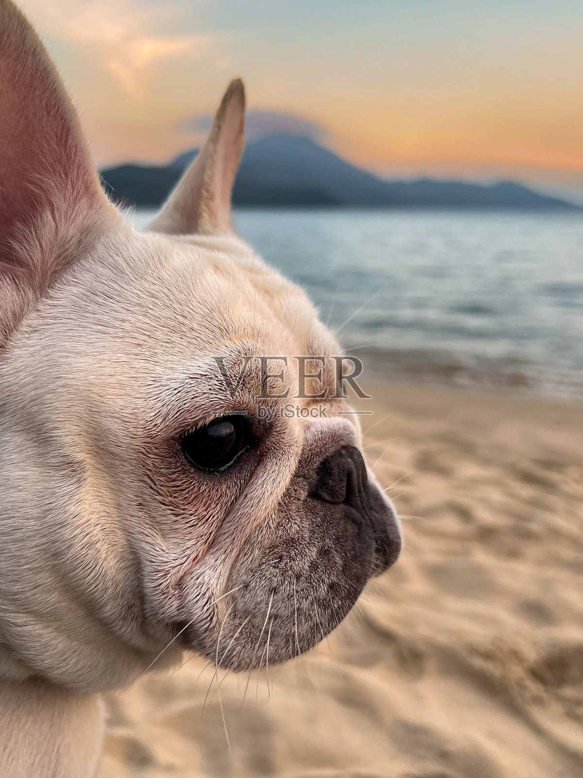 日落时分的海滩上的法国斗牛犬照片摄影图片