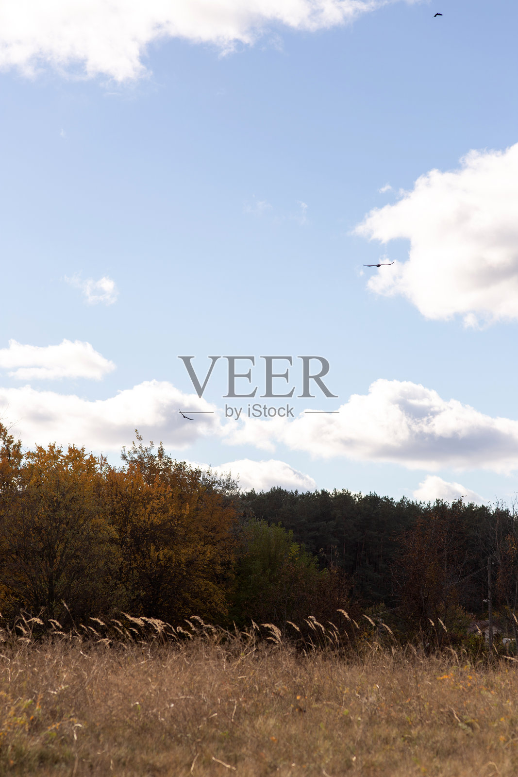 一棵黄叶树矗立在田野中，背景是天空。照片摄影图片