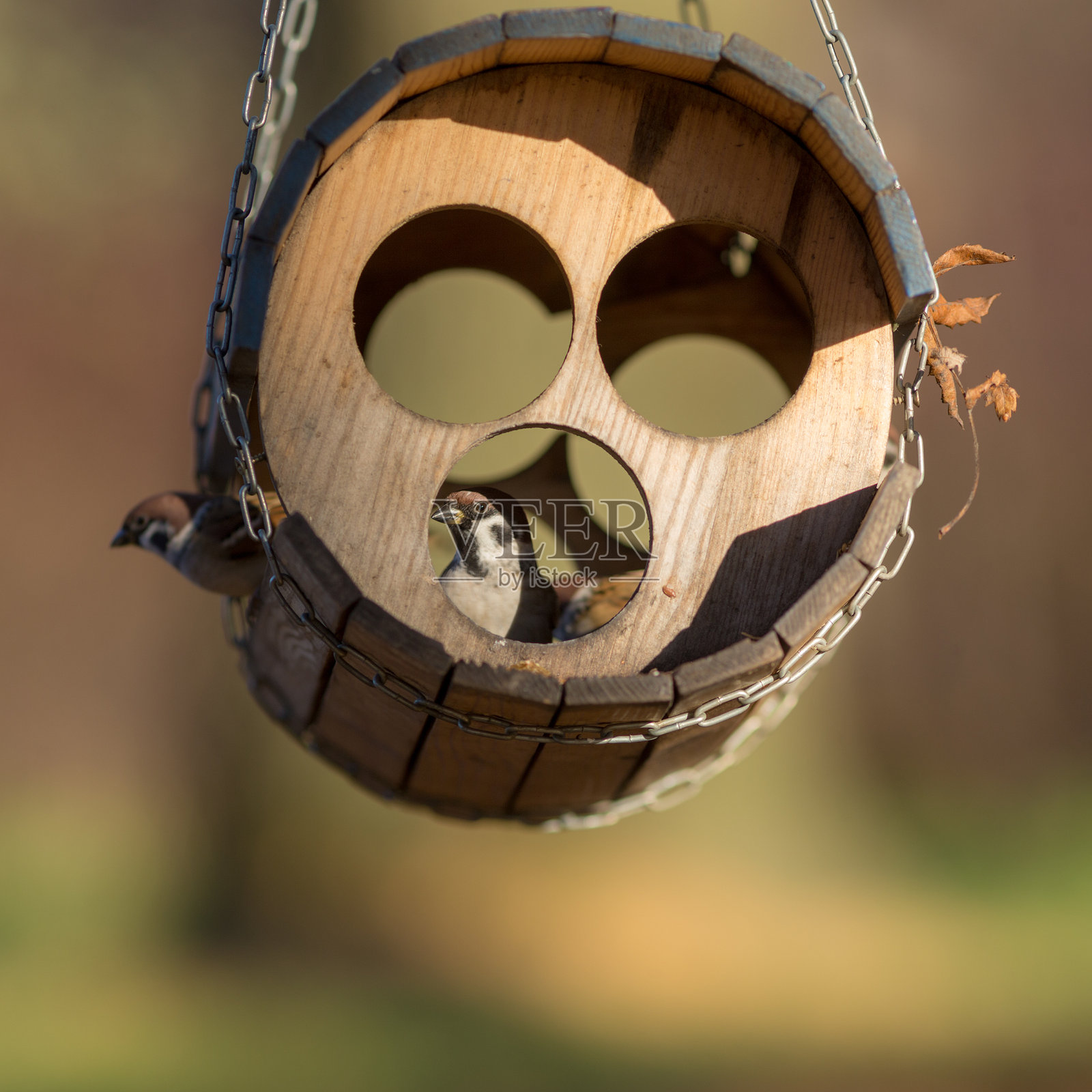 秋天的喂鸟器上的麻雀照片摄影图片