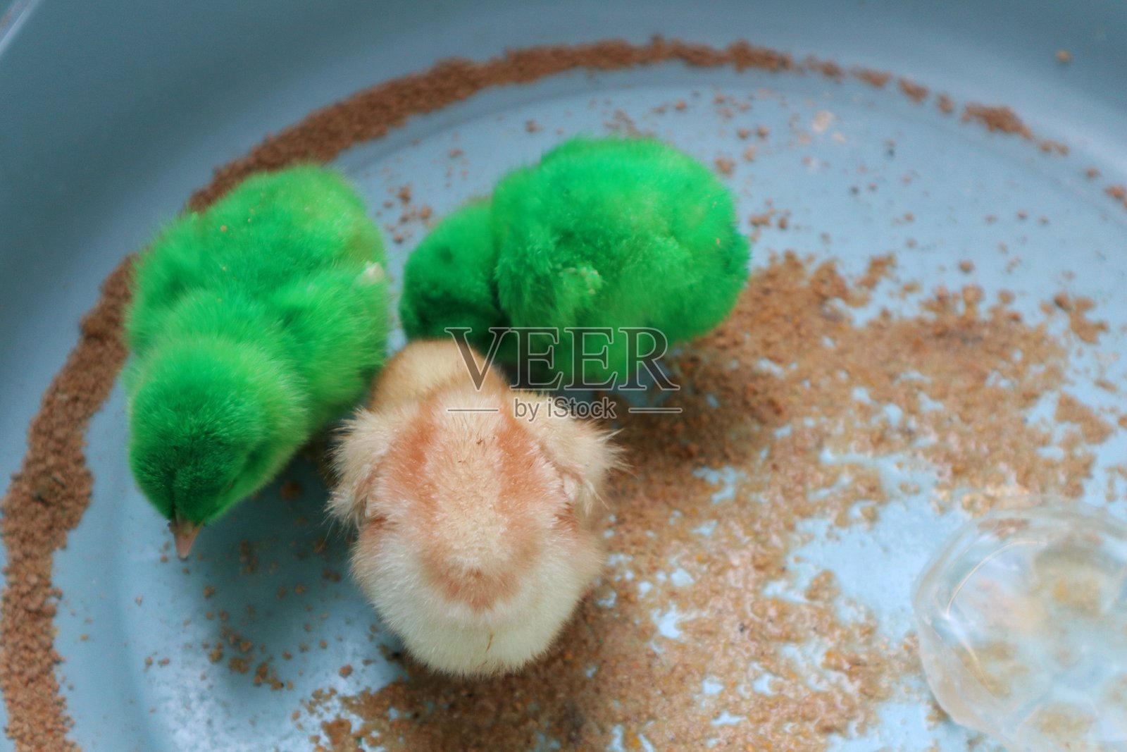 绿色和白色小鸡的特写镜头照片摄影图片