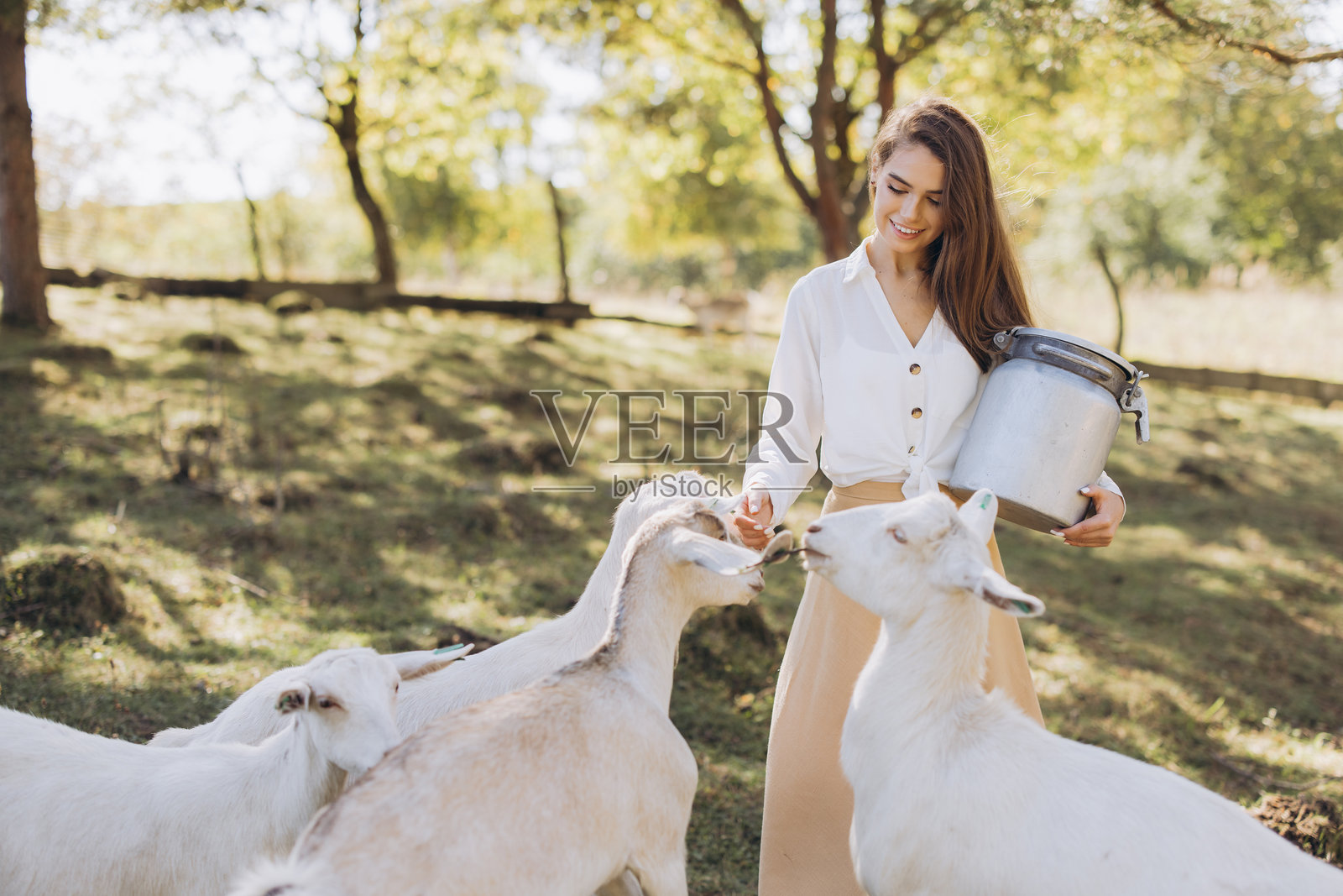 阳光明媚的牧场上，女人喂养山羊，脸上洋溢着对乡村生活和大自然的喜悦。照片摄影图片
