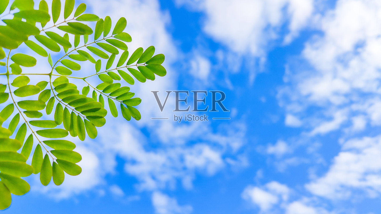 蓝天白云下的绿叶照片摄影图片