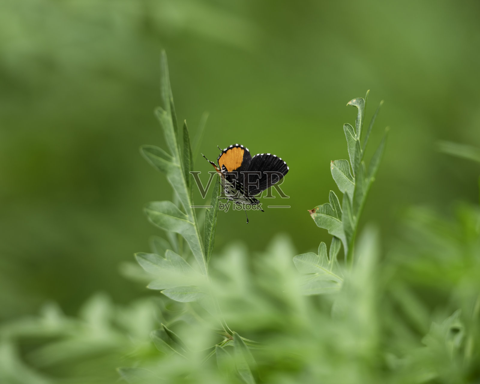 孤独的红色小蝶栖息在叶子上照片摄影图片