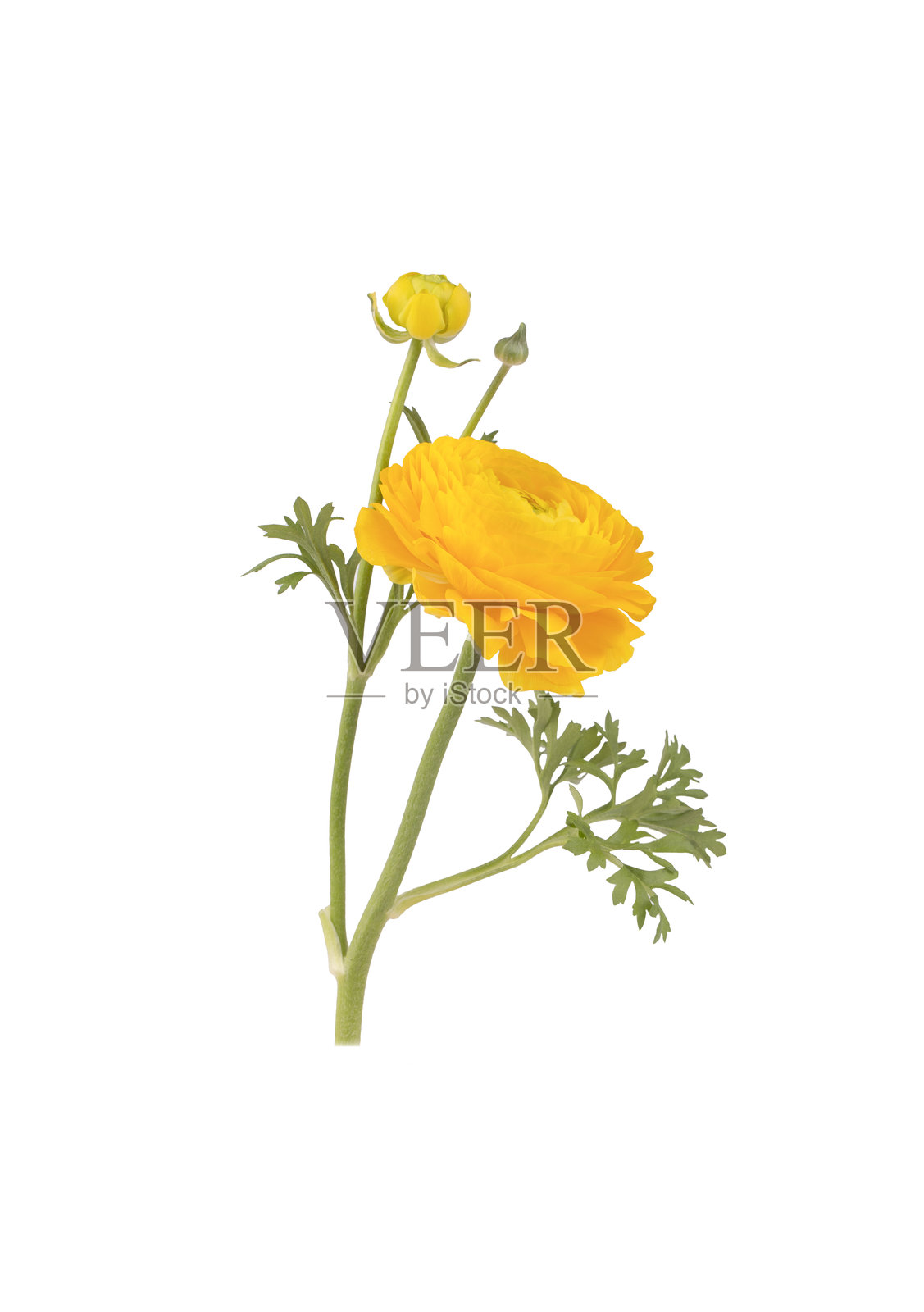 亚洲毛茛，波斯金盏花黄色照片摄影图片