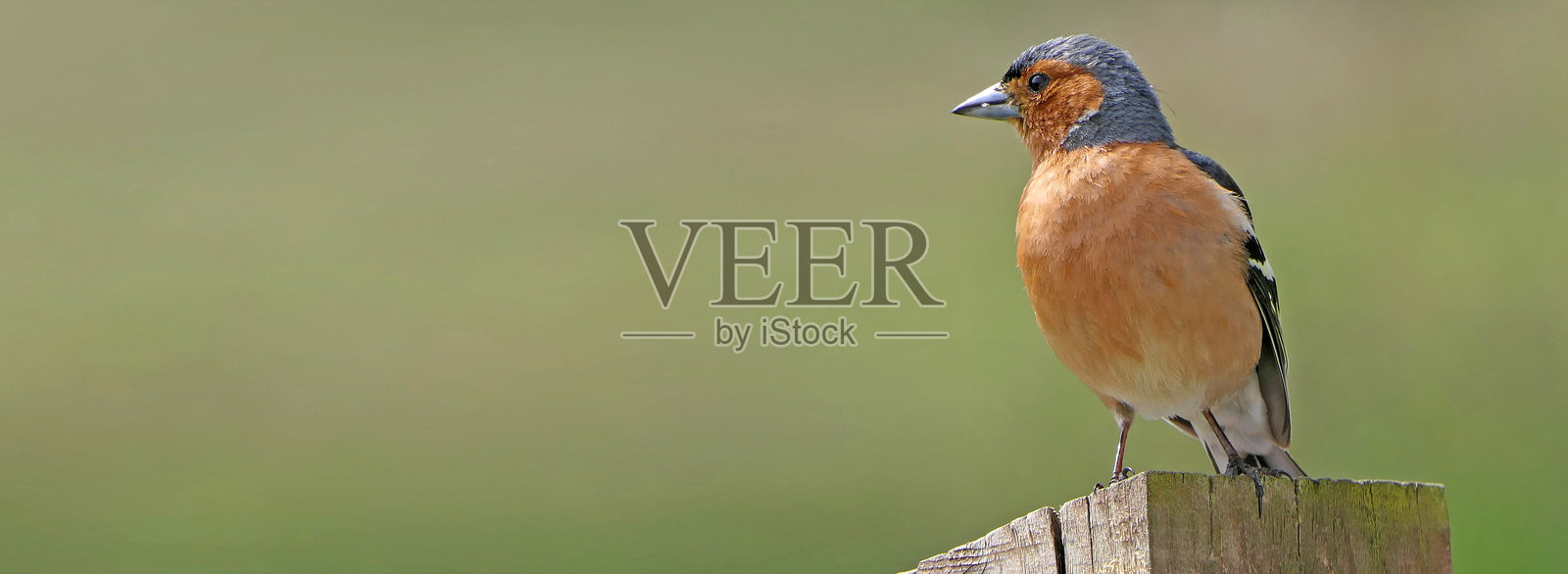 一只在英国树林栅栏上的雀鸟，留有空白供文字填写照片摄影图片