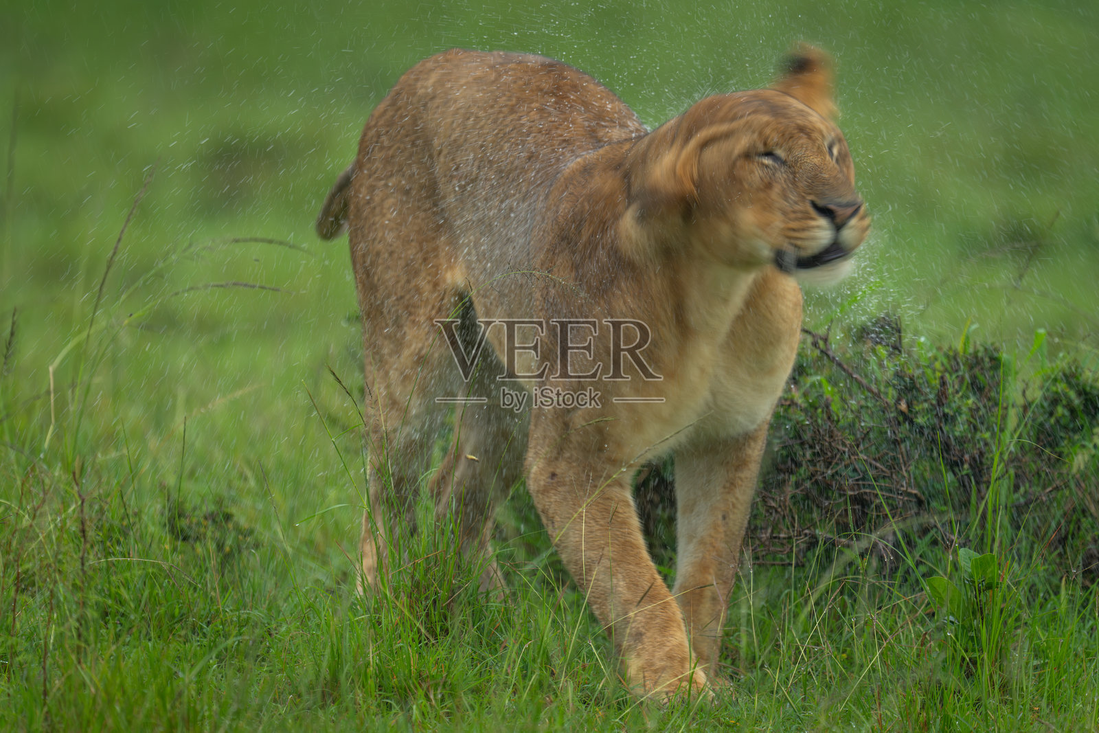 母狮站着，抖掉头上的雨滴照片摄影图片