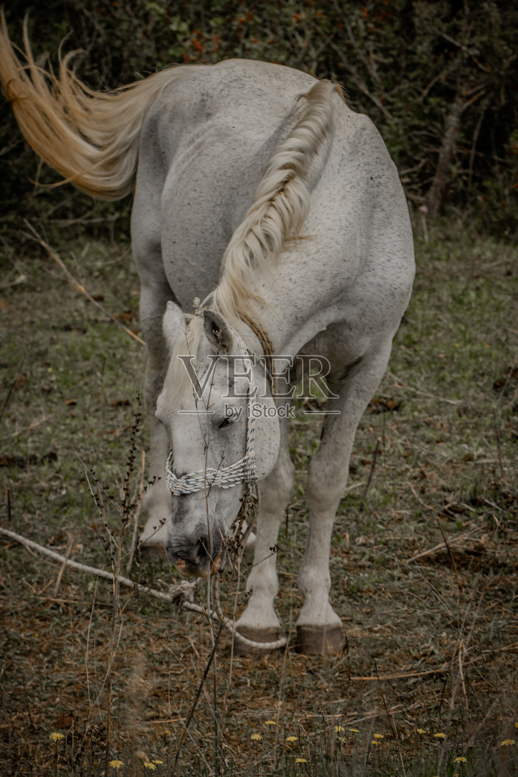马照片摄影图片