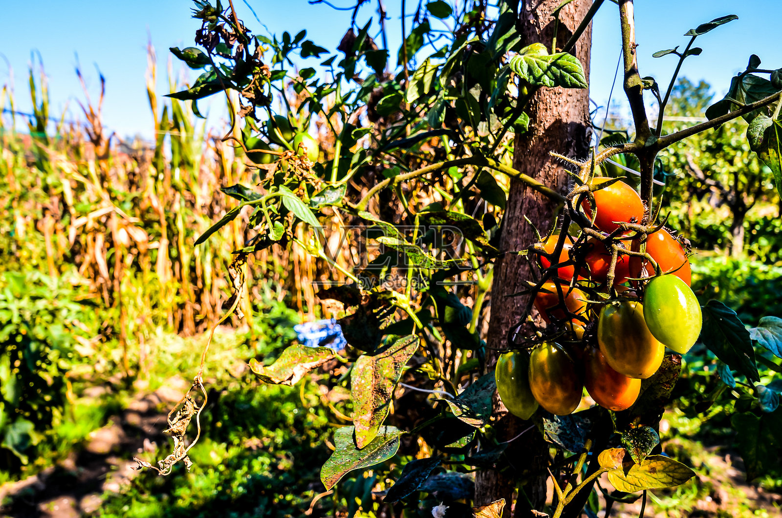 一串西红柿挂在树上照片摄影图片