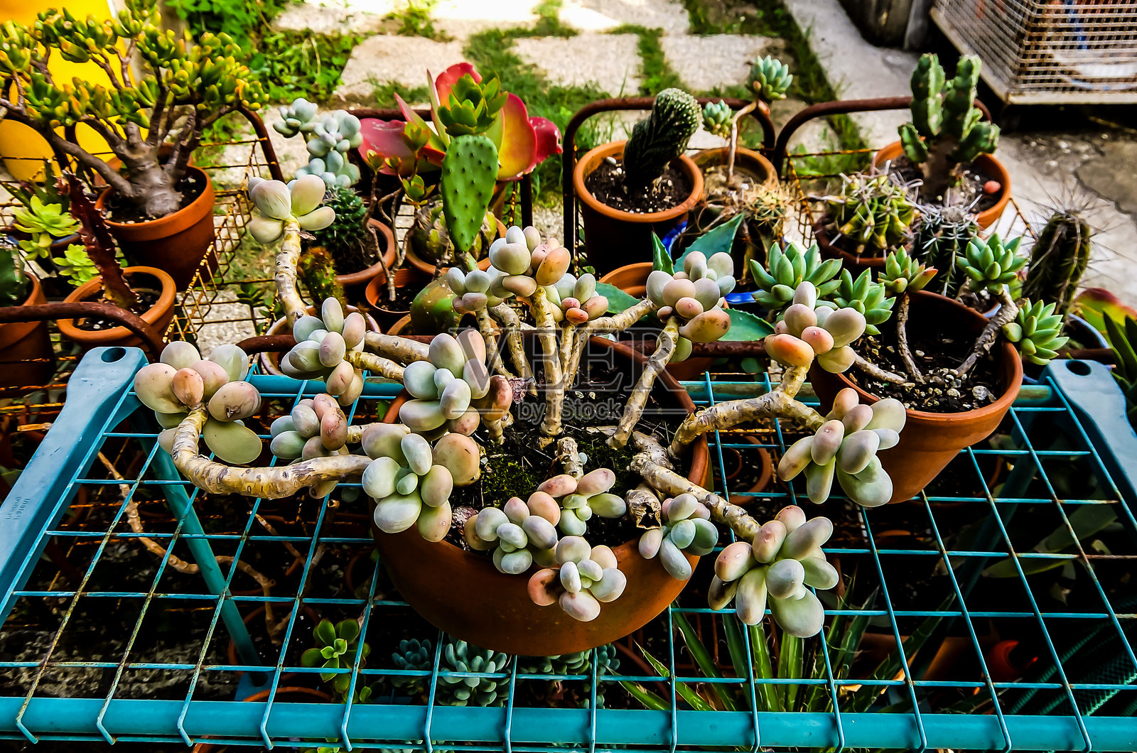 一组盆栽植物，包括仙人掌和多肉植物照片摄影图片
